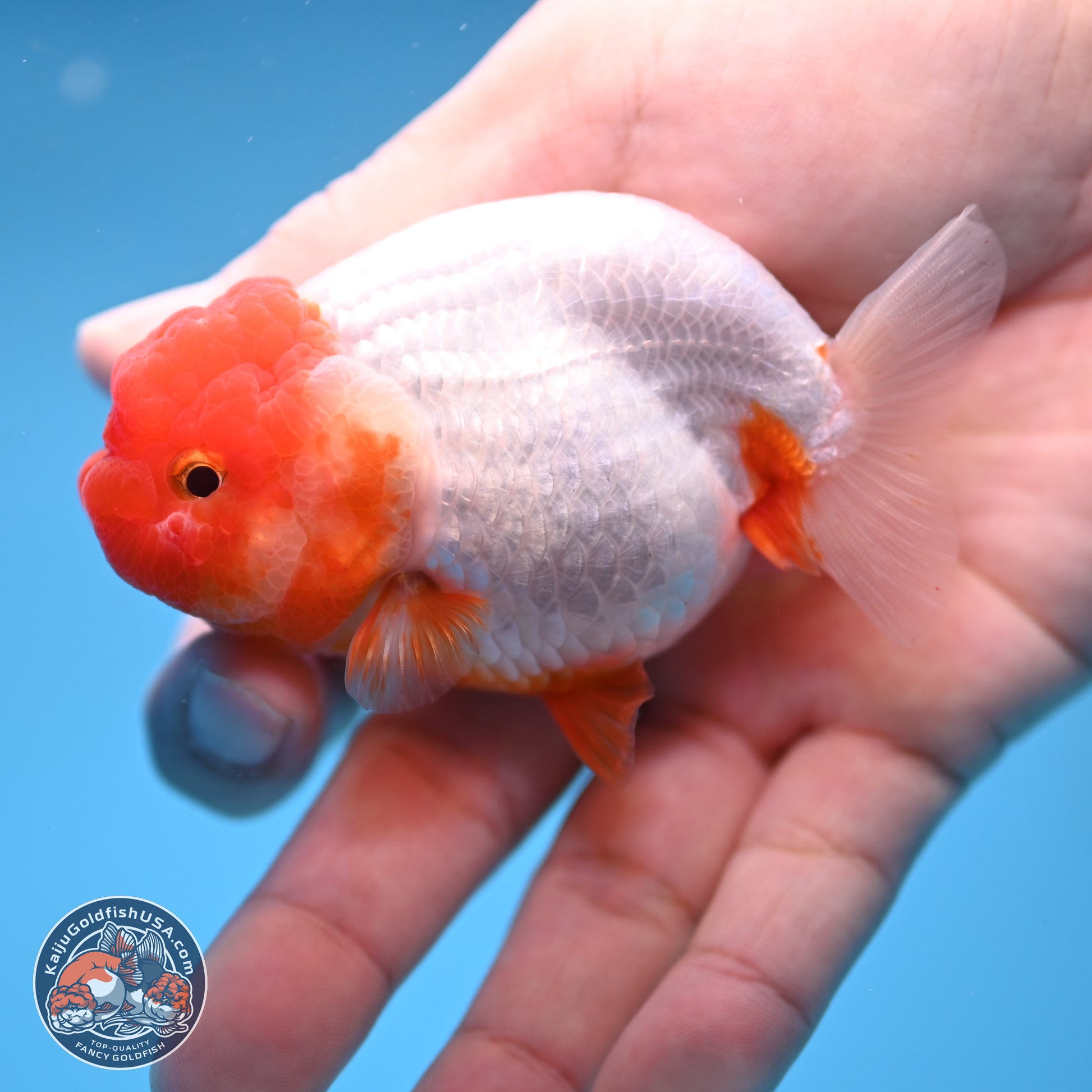 2 Pack Ranchu  3-3.5 inches - Unsexed (241115_RC02) - Kaiju Goldfish USA