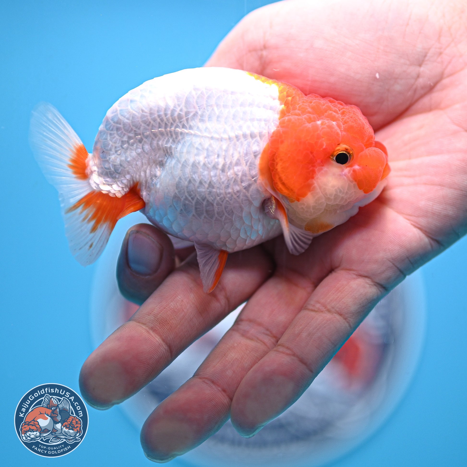 2 Pack Ranchu  3-3.5 inches - Unsexed (241122_RC02) - Kaiju Goldfish USA