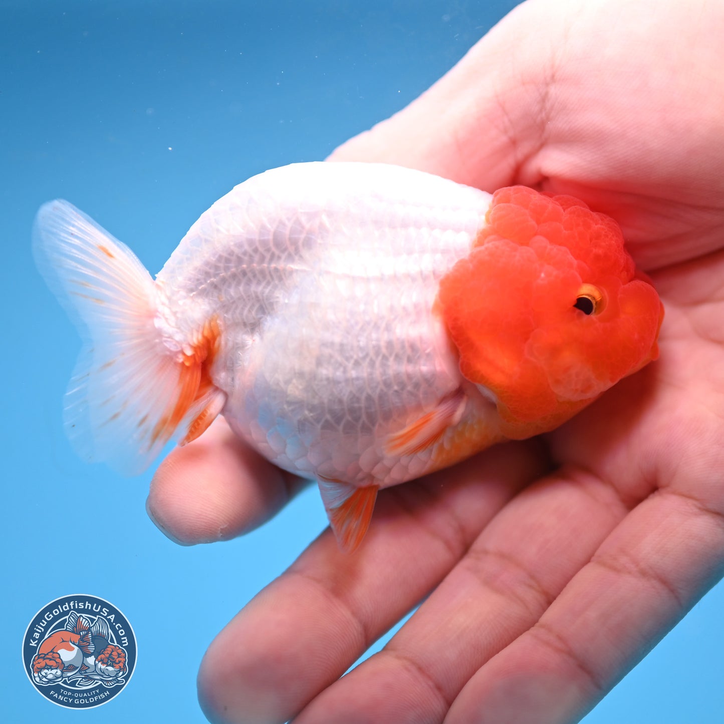 2 Pack Ranchu  3-3.5 inches - Unsexed (241115_RC02) - Kaiju Goldfish USA