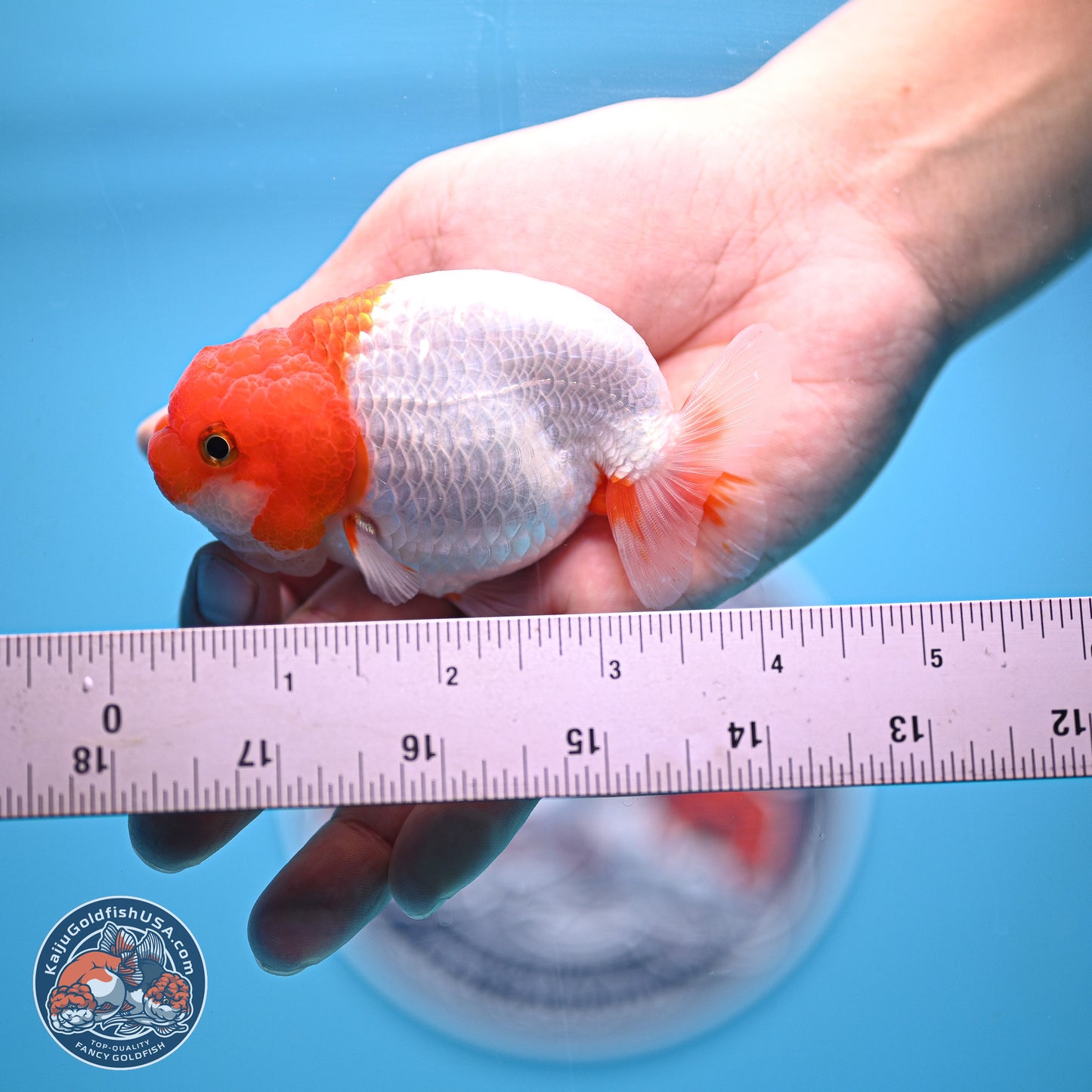 2 Pack Ranchu  3-3.5 inches - Unsexed (241122_RC02) - Kaiju Goldfish USA