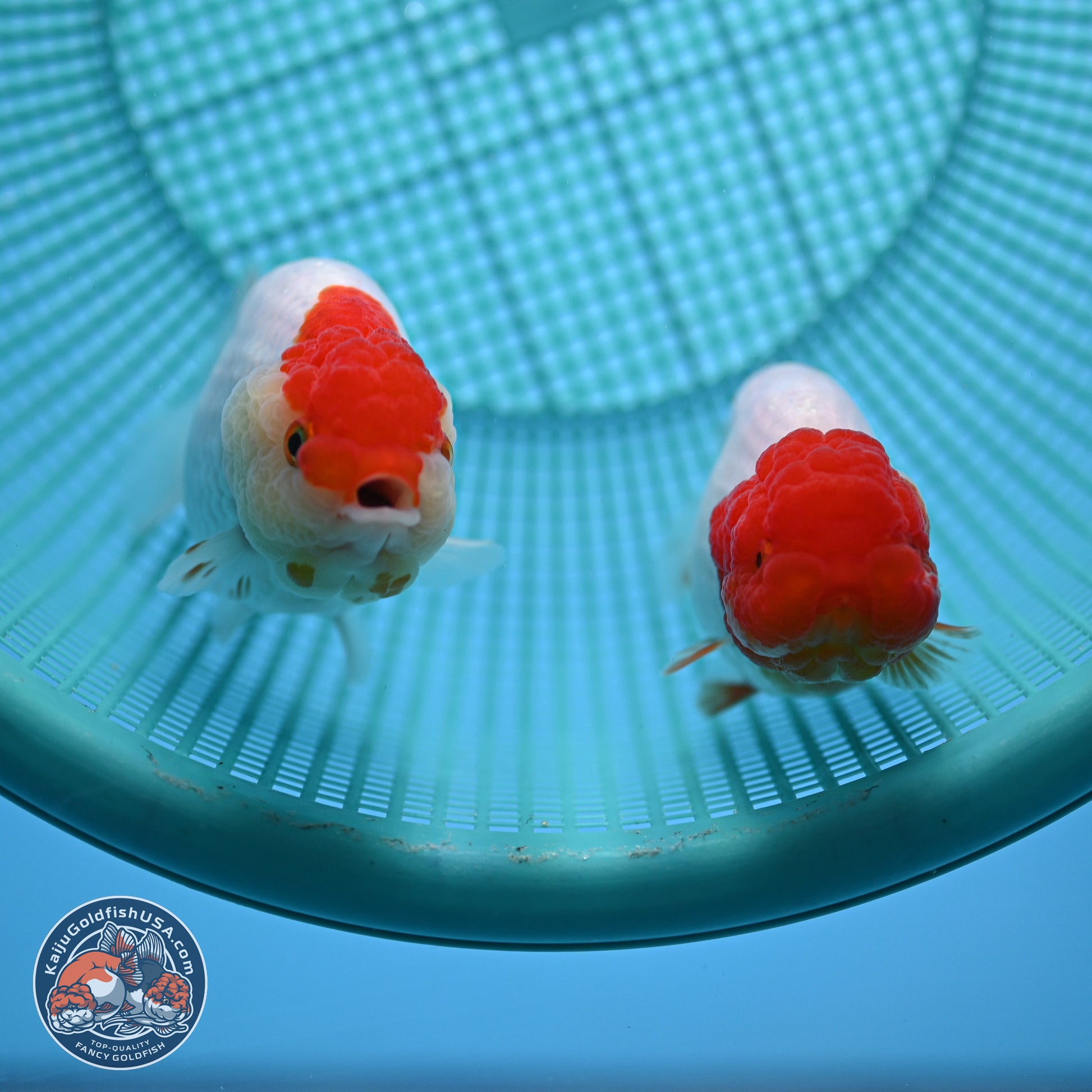 2 Pack Ranchu  3-3.5 inches - Unsexed (241115_RC02) - Kaiju Goldfish USA