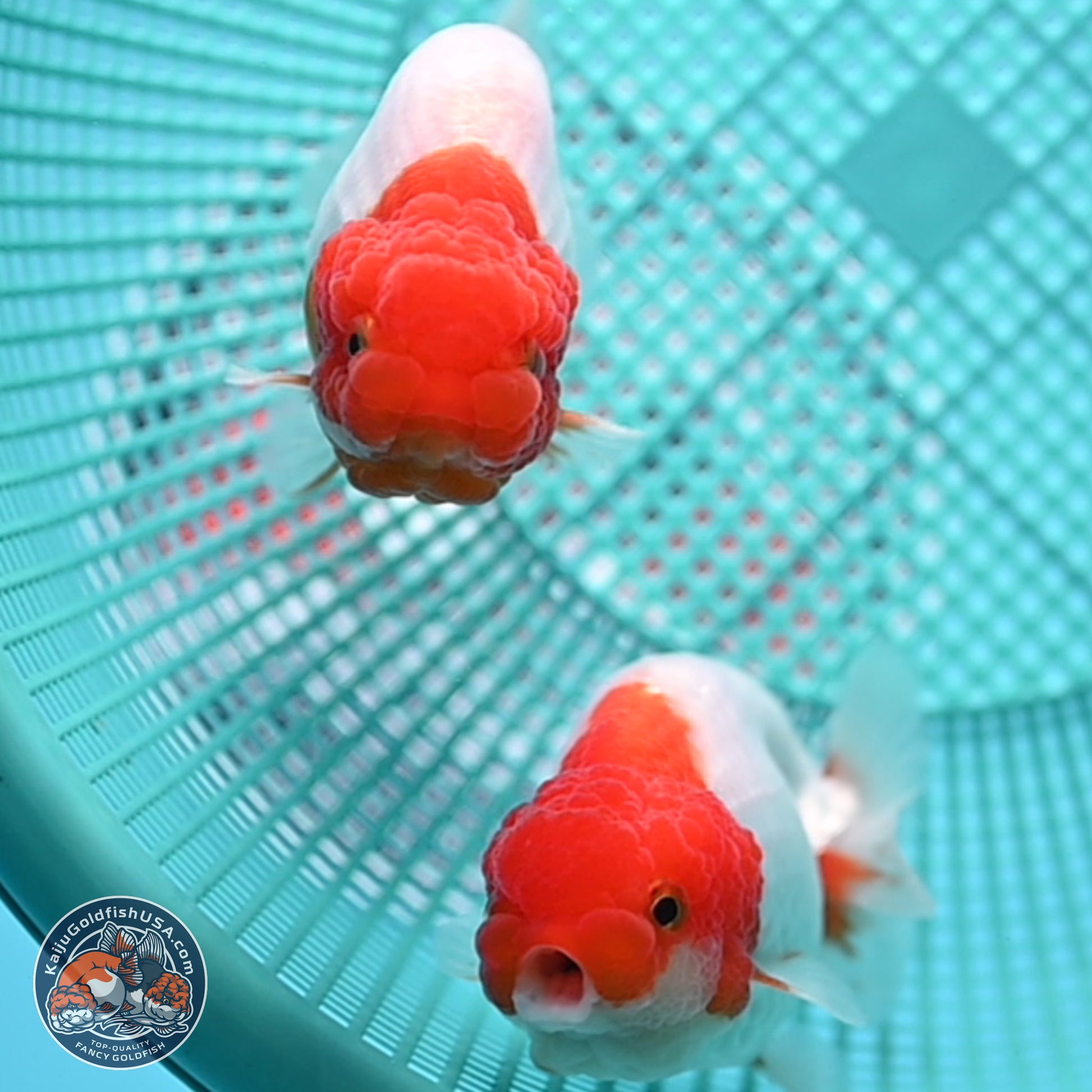 2 Pack Ranchu  3-3.5 inches - Unsexed (241122_RC02) - Kaiju Goldfish USA