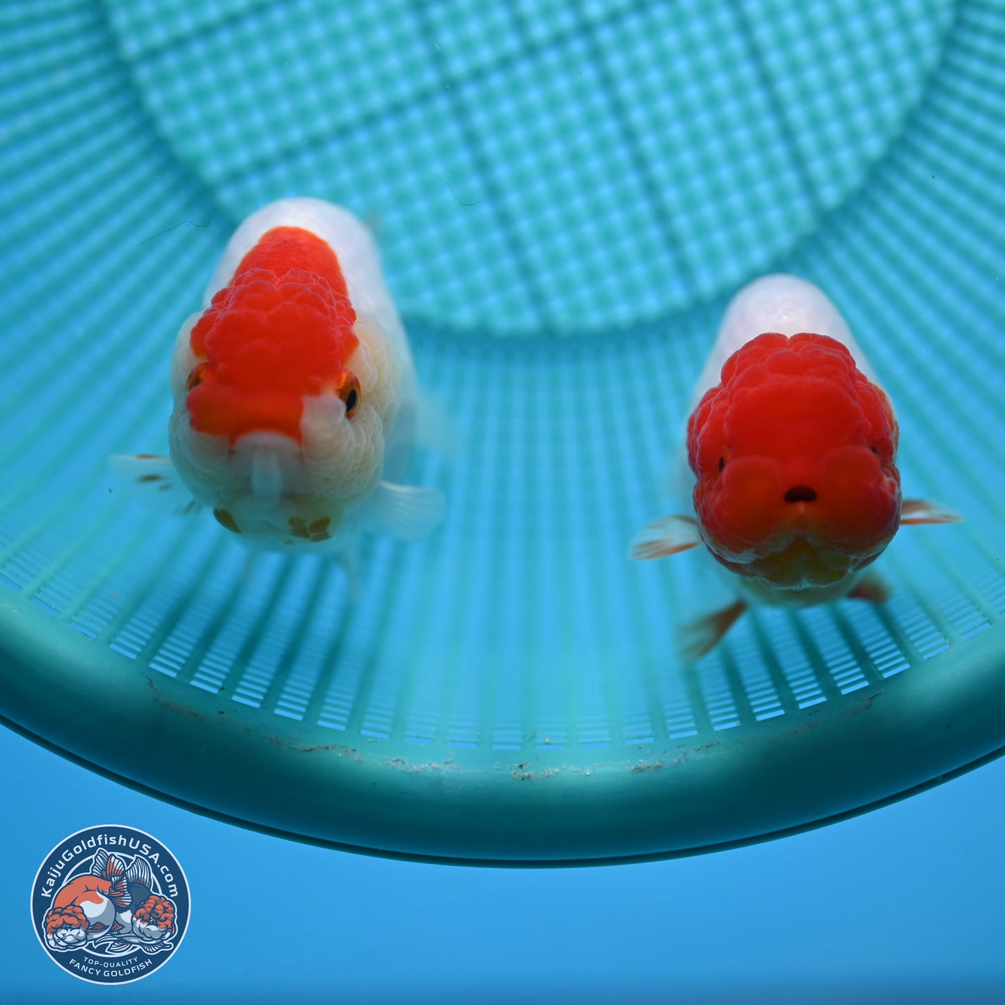 2 Pack Ranchu  3-3.5 inches - Unsexed (241115_RC02) - Kaiju Goldfish USA