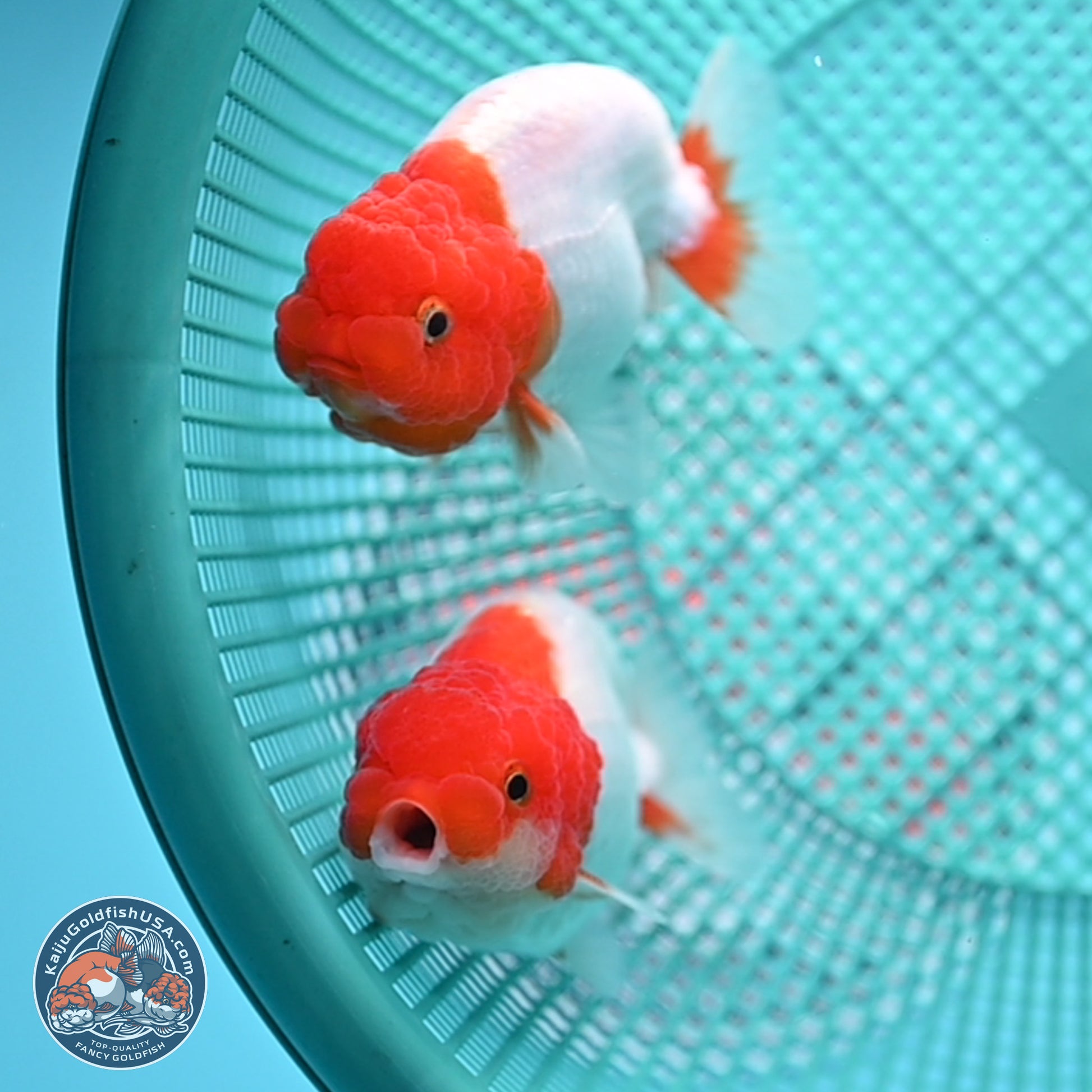 2 Pack Ranchu  3-3.5 inches - Unsexed (241122_RC02) - Kaiju Goldfish USA