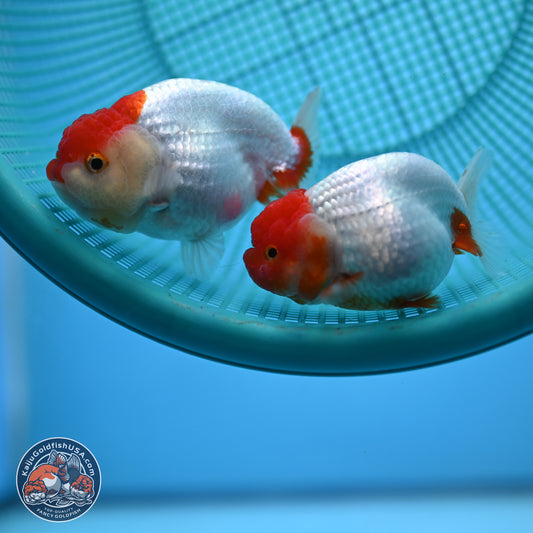 2 Pack Ranchu  3-3.5 inches - Unsexed (241115_RC02) - Kaiju Goldfish USA