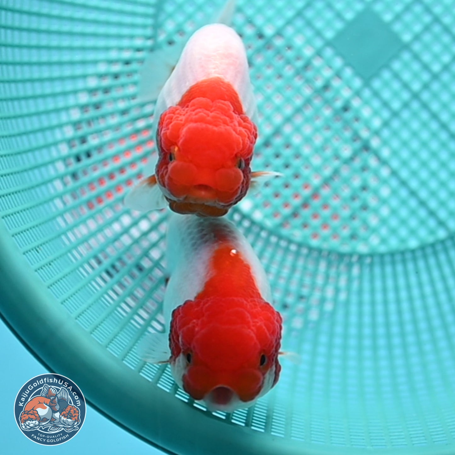 2 Pack Ranchu  3-3.5 inches - Unsexed (241122_RC02) - Kaiju Goldfish USA