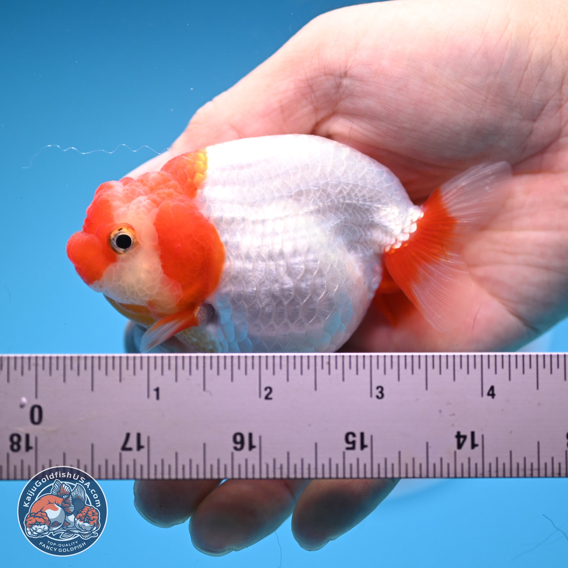 2 Pack Ranchu  3-3.5 inches - Unsexed (241129_RC02) - Kaiju Goldfish USA