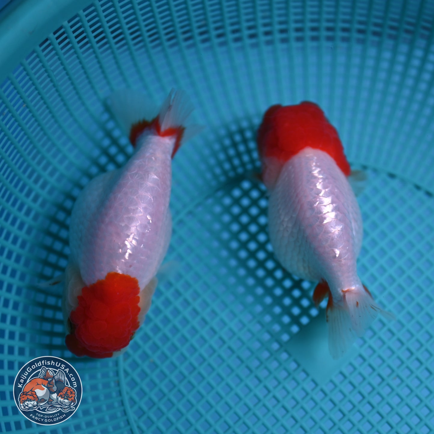 2 Pack Ranchu  3-3.5 inches - Unsexed (241115_RC02) - Kaiju Goldfish USA