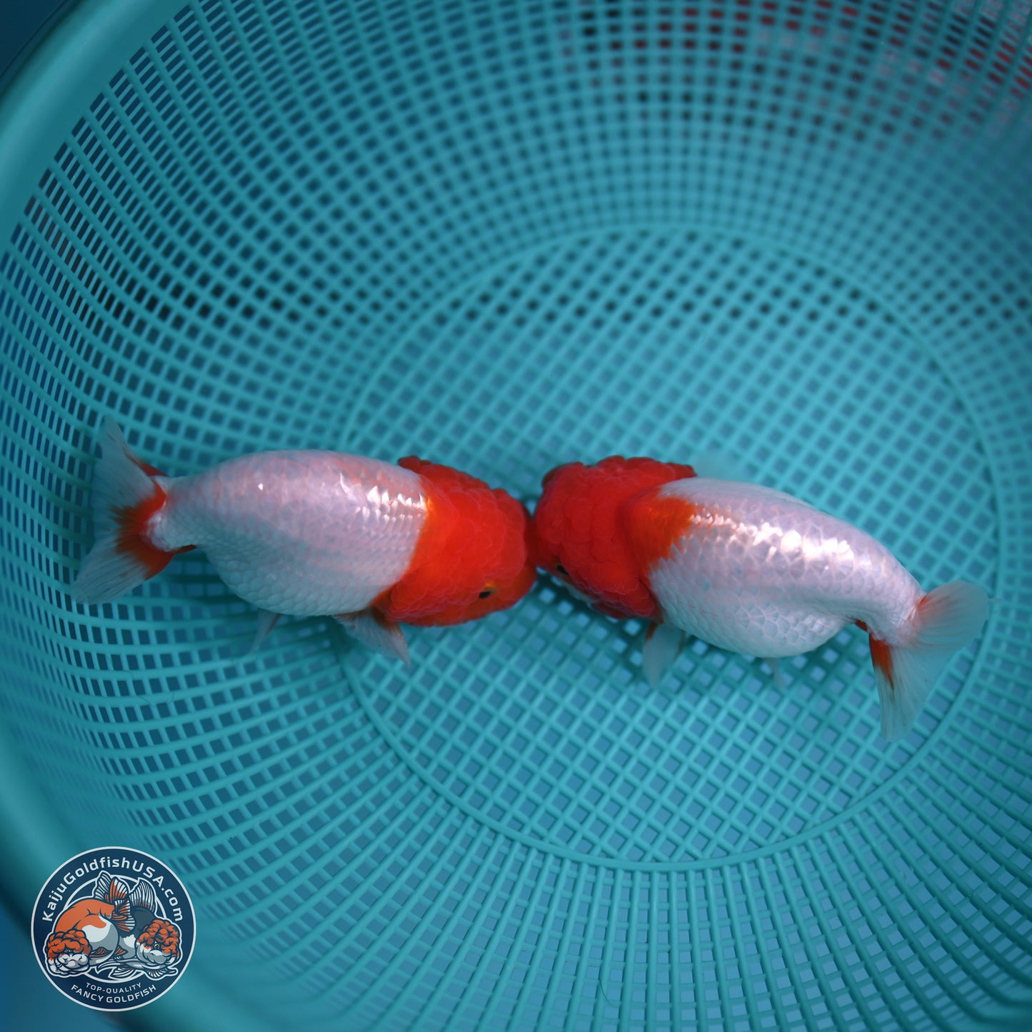 2 Pack Ranchu  3-3.5 inches - Unsexed (241122_RC02) - Kaiju Goldfish USA