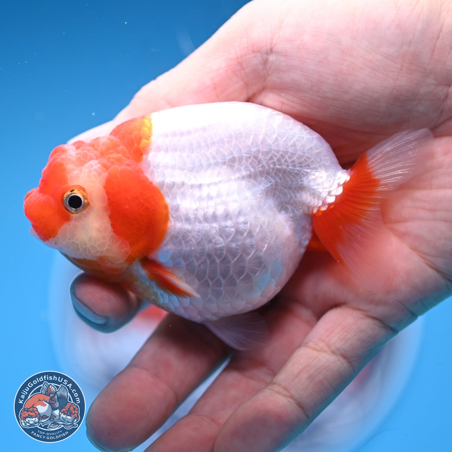 2 Pack Ranchu  3-3.5 inches - Unsexed (241129_RC02) - Kaiju Goldfish USA