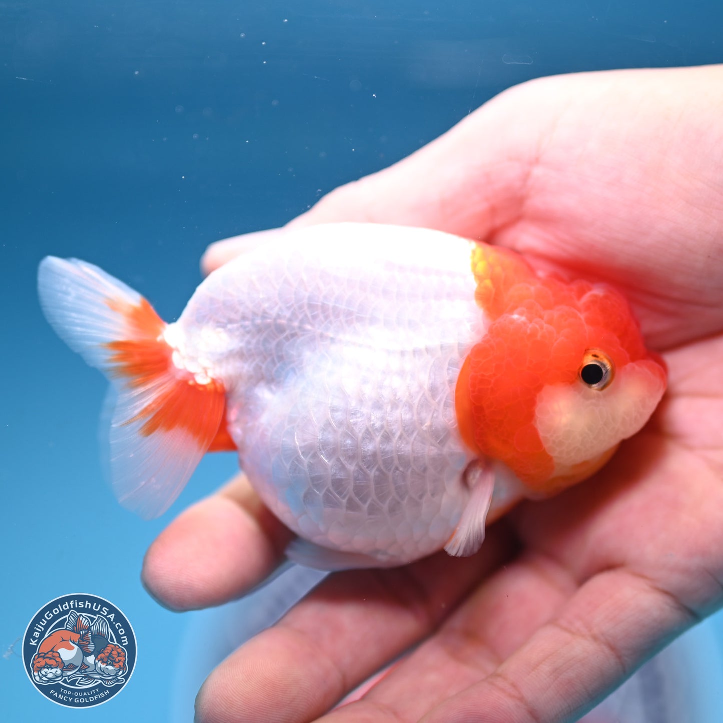 2 Pack Ranchu  3-3.5 inches - Unsexed (241129_RC02) - Kaiju Goldfish USA