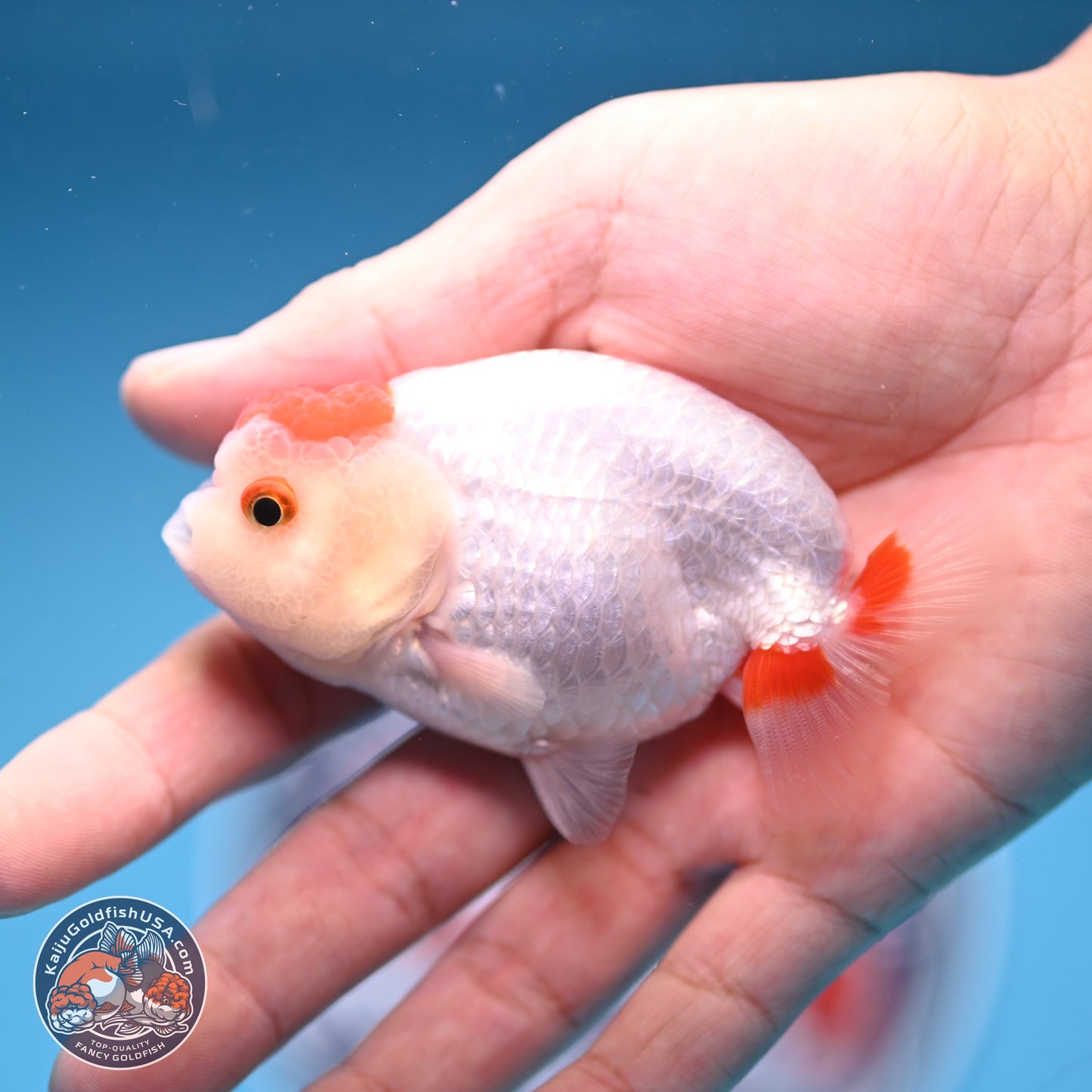 2 Pack Ranchu  3-3.5 inches - Unsexed (241129_RC02) - Kaiju Goldfish USA