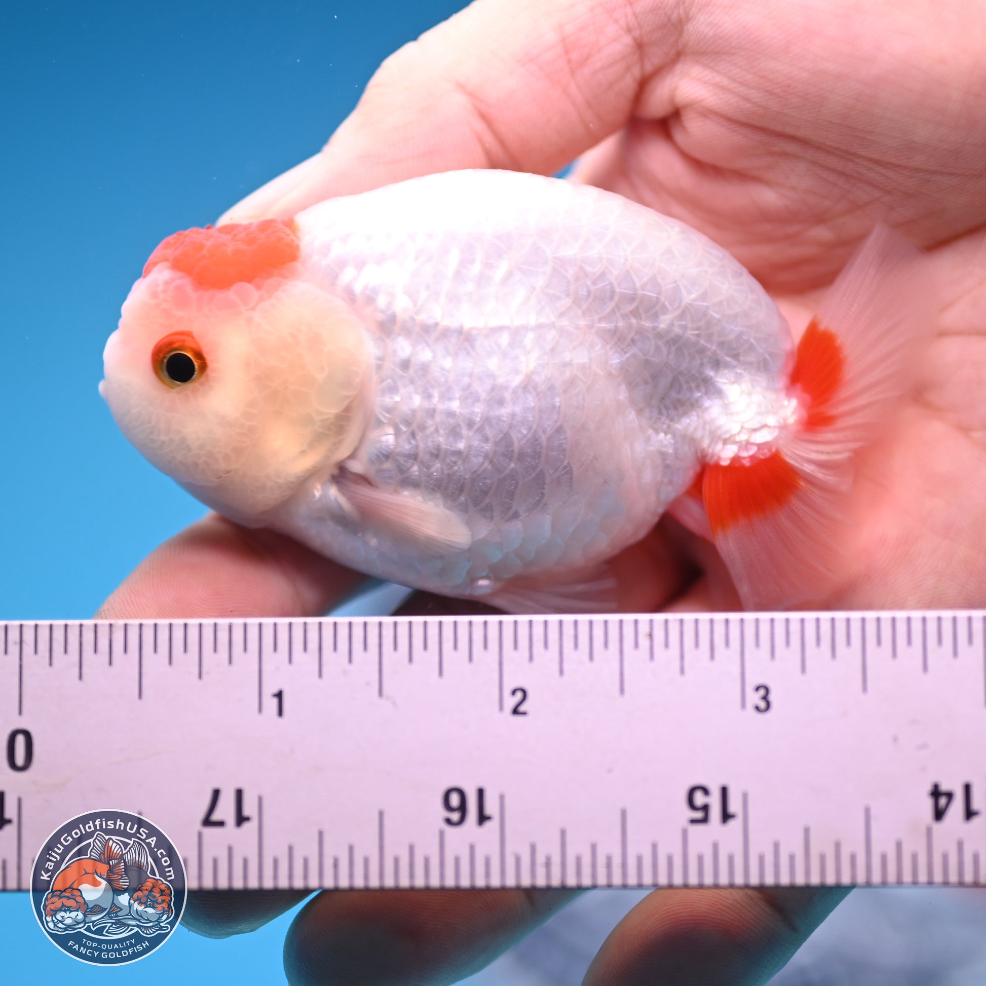 2 Pack Ranchu  3-3.5 inches - Unsexed (241129_RC02) - Kaiju Goldfish USA