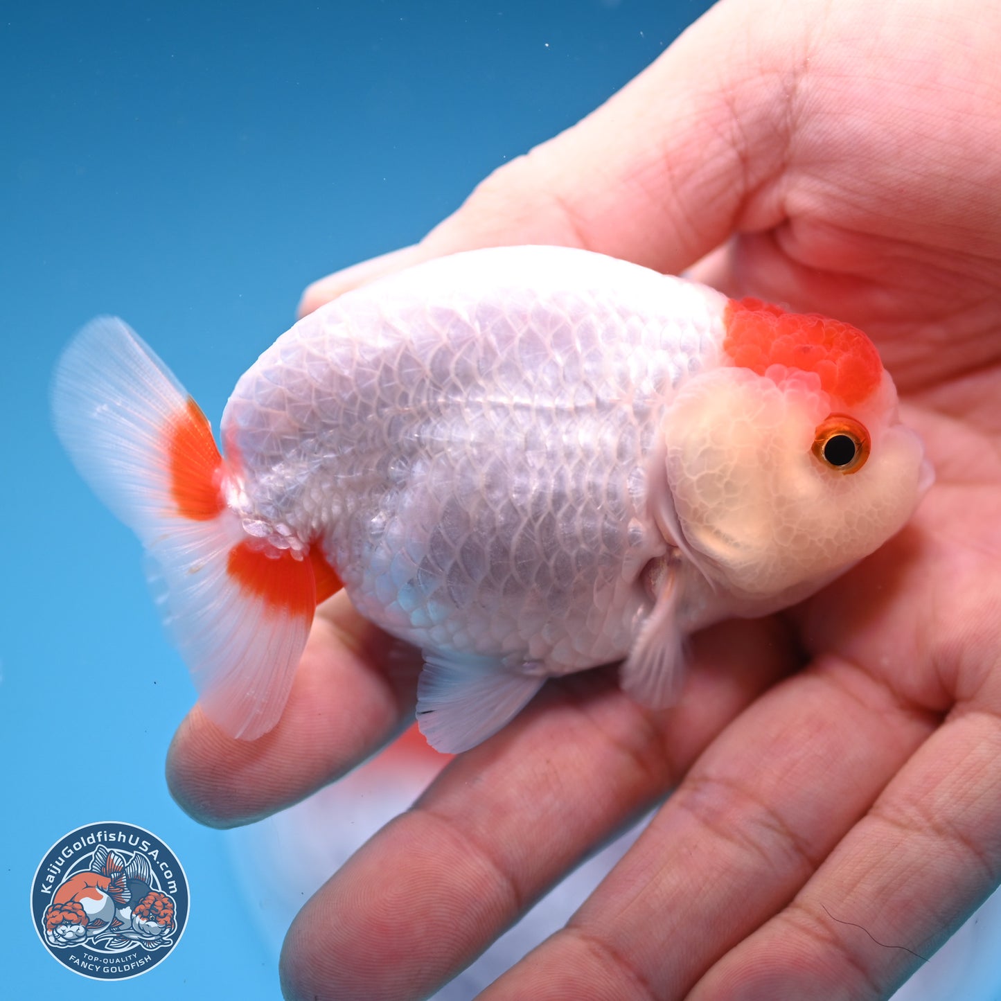 2 Pack Ranchu  3-3.5 inches - Unsexed (241129_RC02) - Kaiju Goldfish USA