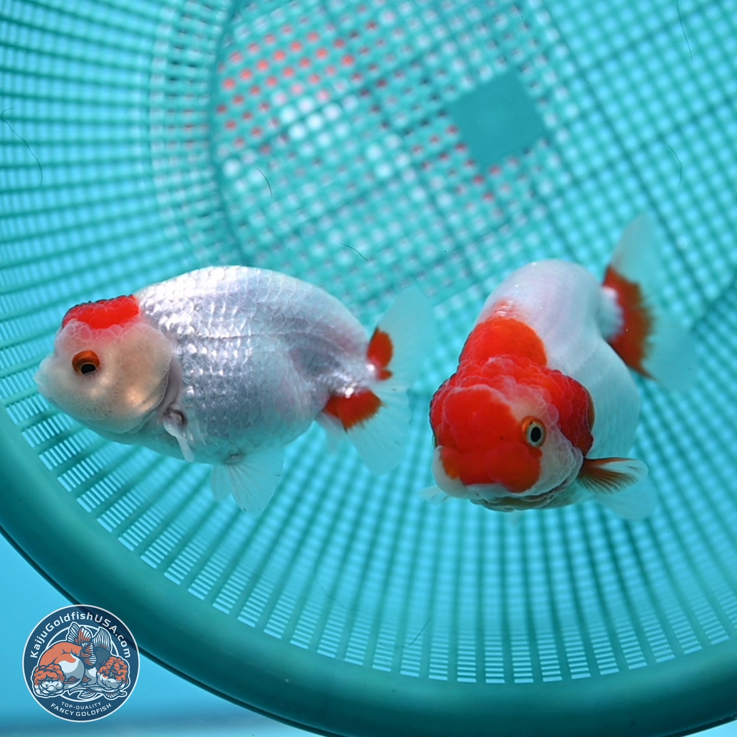 2 Pack Ranchu  3-3.5 inches - Unsexed (241129_RC02) - Kaiju Goldfish USA