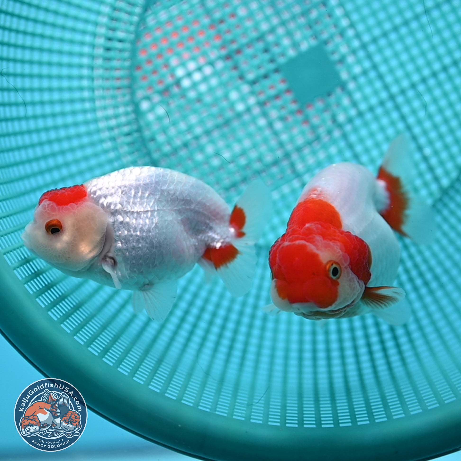 2 Pack Ranchu  3-3.5 inches - Unsexed (241129_RC02) - Kaiju Goldfish USA