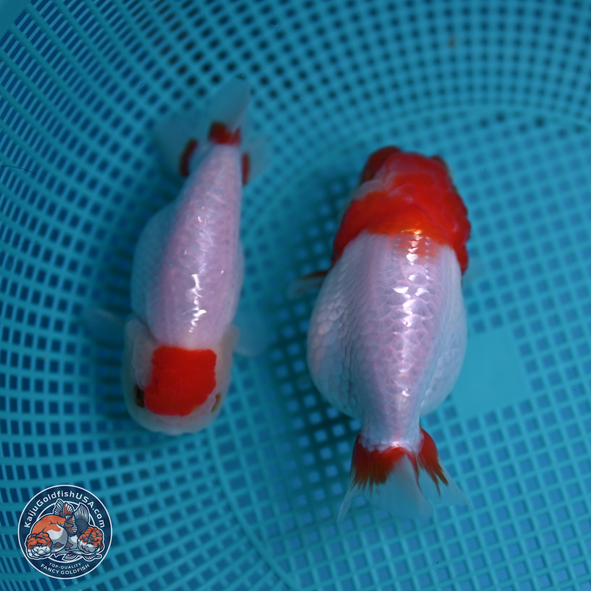 2 Pack Ranchu  3-3.5 inches - Unsexed (241129_RC02) - Kaiju Goldfish USA