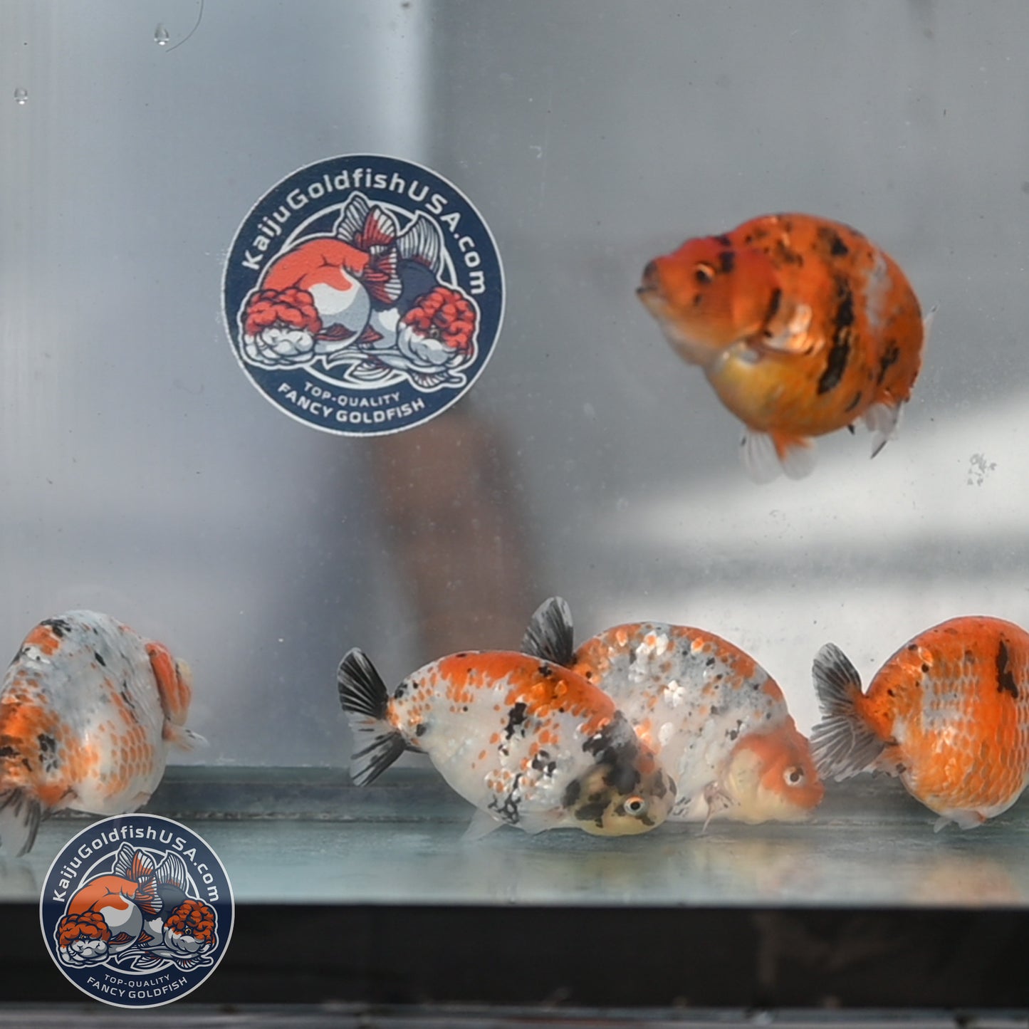Random Pick - Sakura / Tricolor Ranchu 4-5 inch Body (250905_RC02)