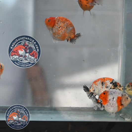 Random Pick - Sakura / Tricolor Ranchu 4-5 inch Body (250905_RC02)
