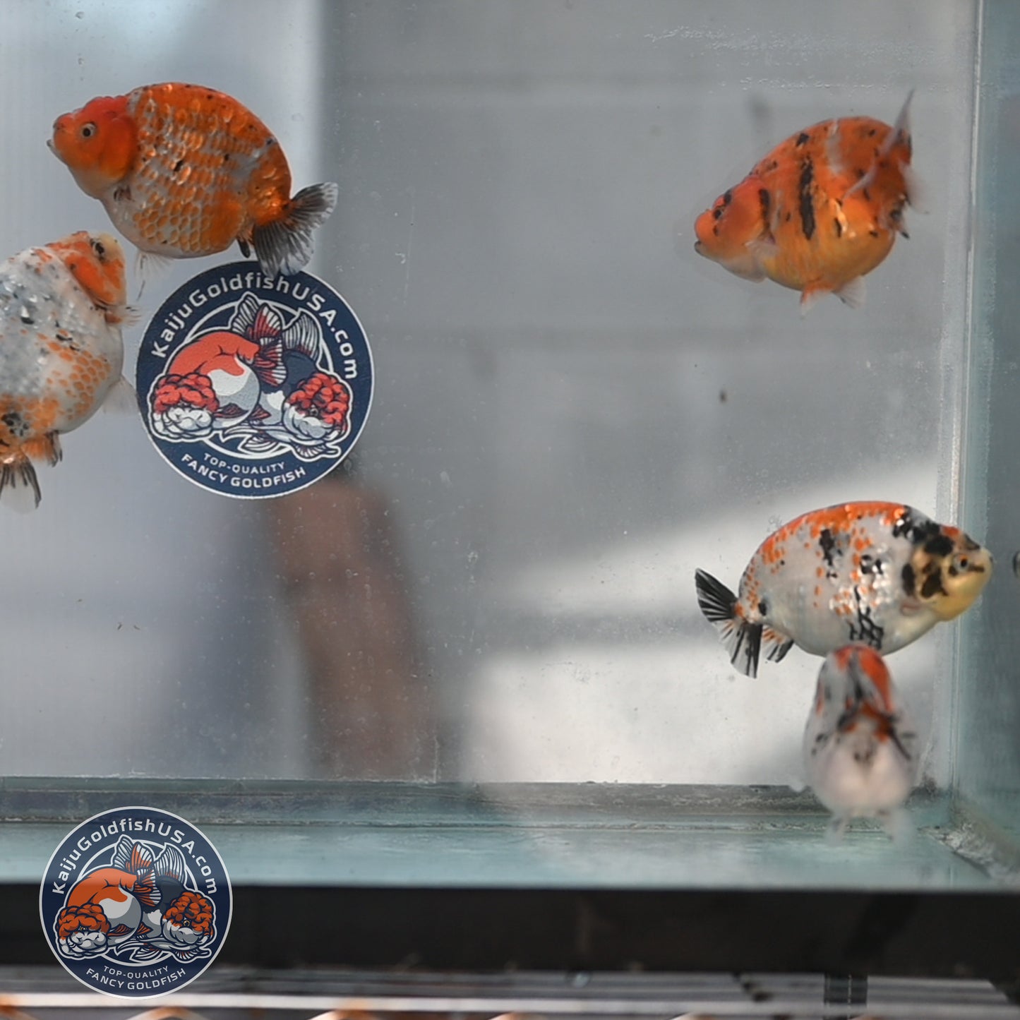 Random Pick - Sakura / Tricolor Ranchu 4-5 inch Body (250905_RC02)