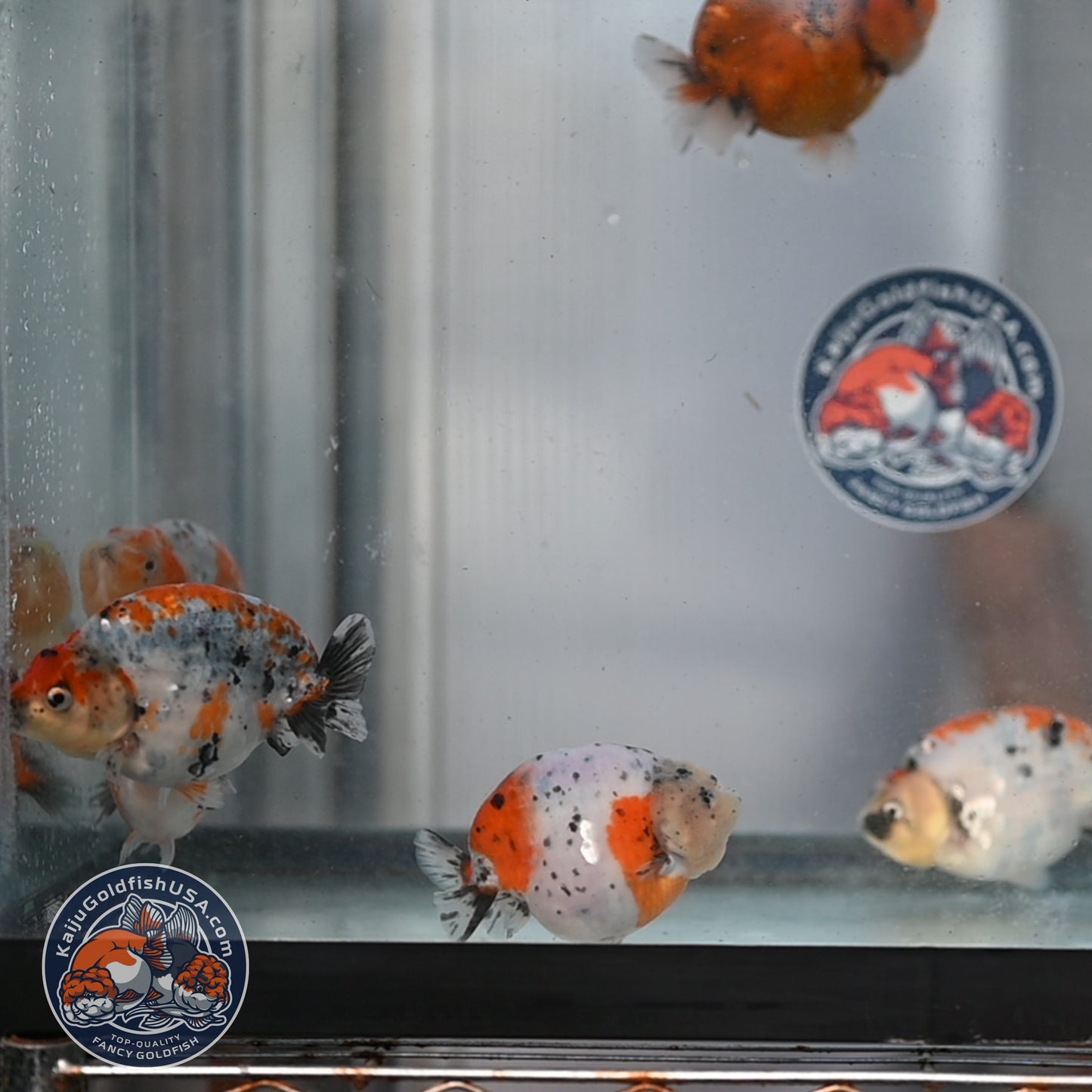 Random Pick - Sakura / Tricolor Ranchu 4-5 inch Body (250905_RC02)