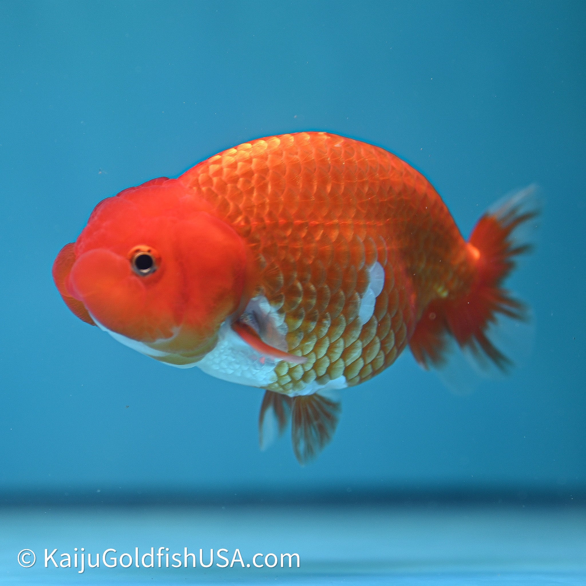 Red White Buffalo Ranchu Goldfish for Sale | Red White Buffalo Ranchu ...