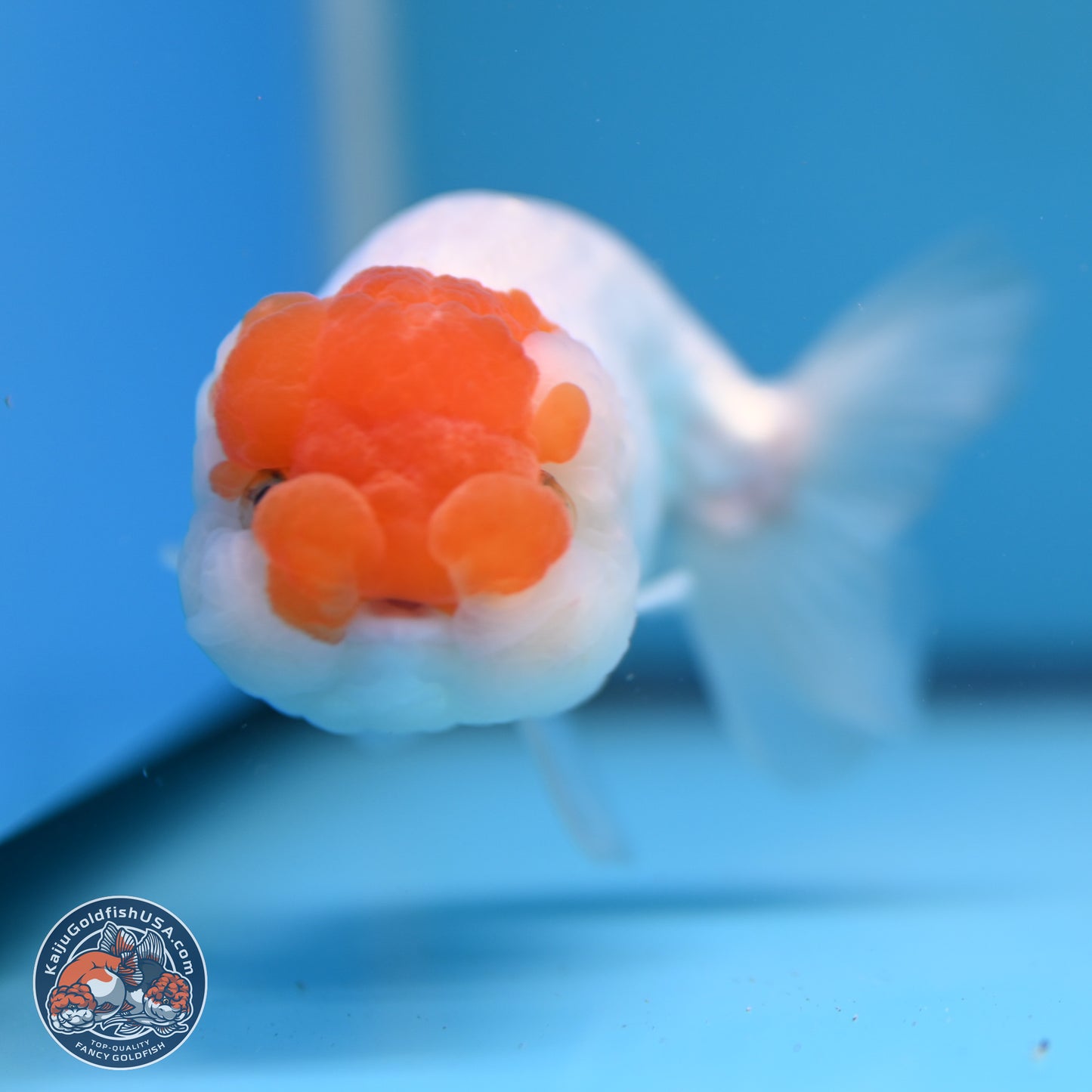 Red White Lionchu 3.75in body (240809_RC03) - Kaiju Goldfish USA