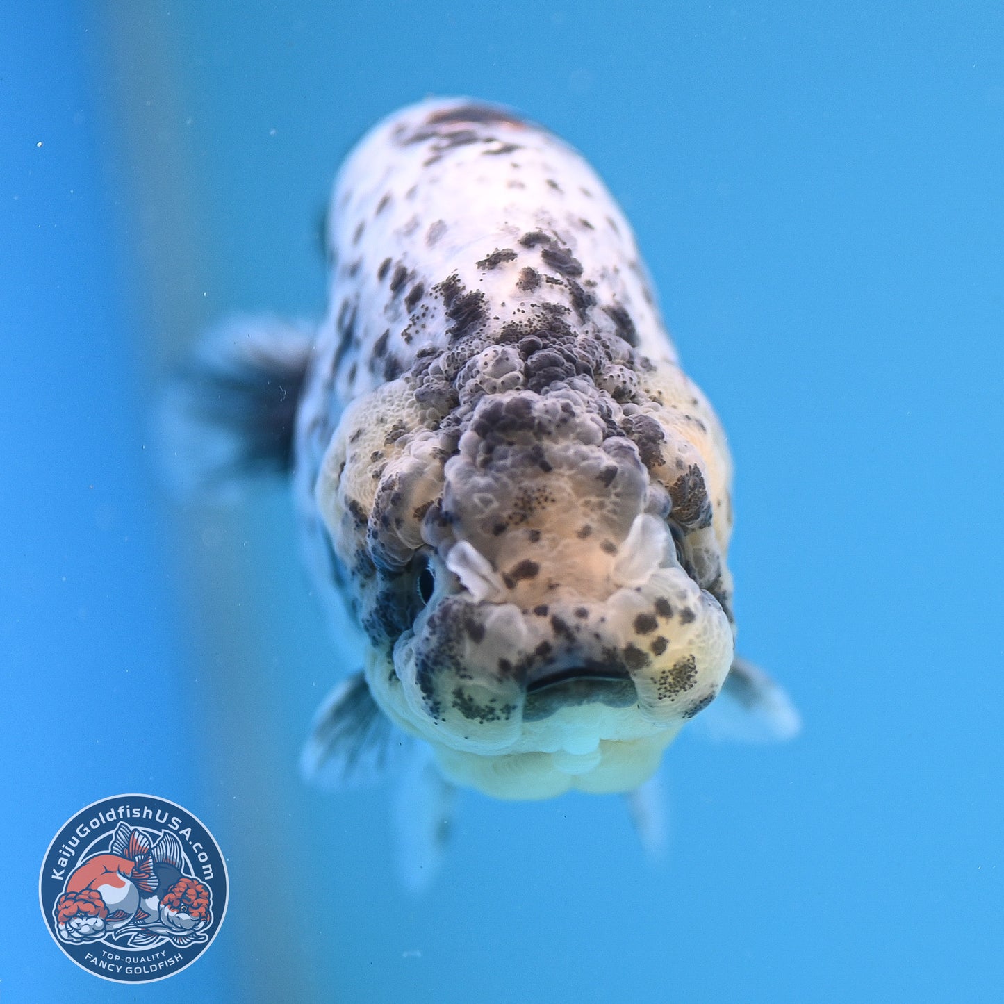 White Tiger Ranchu 3.75 inch Body (250926_RC03)