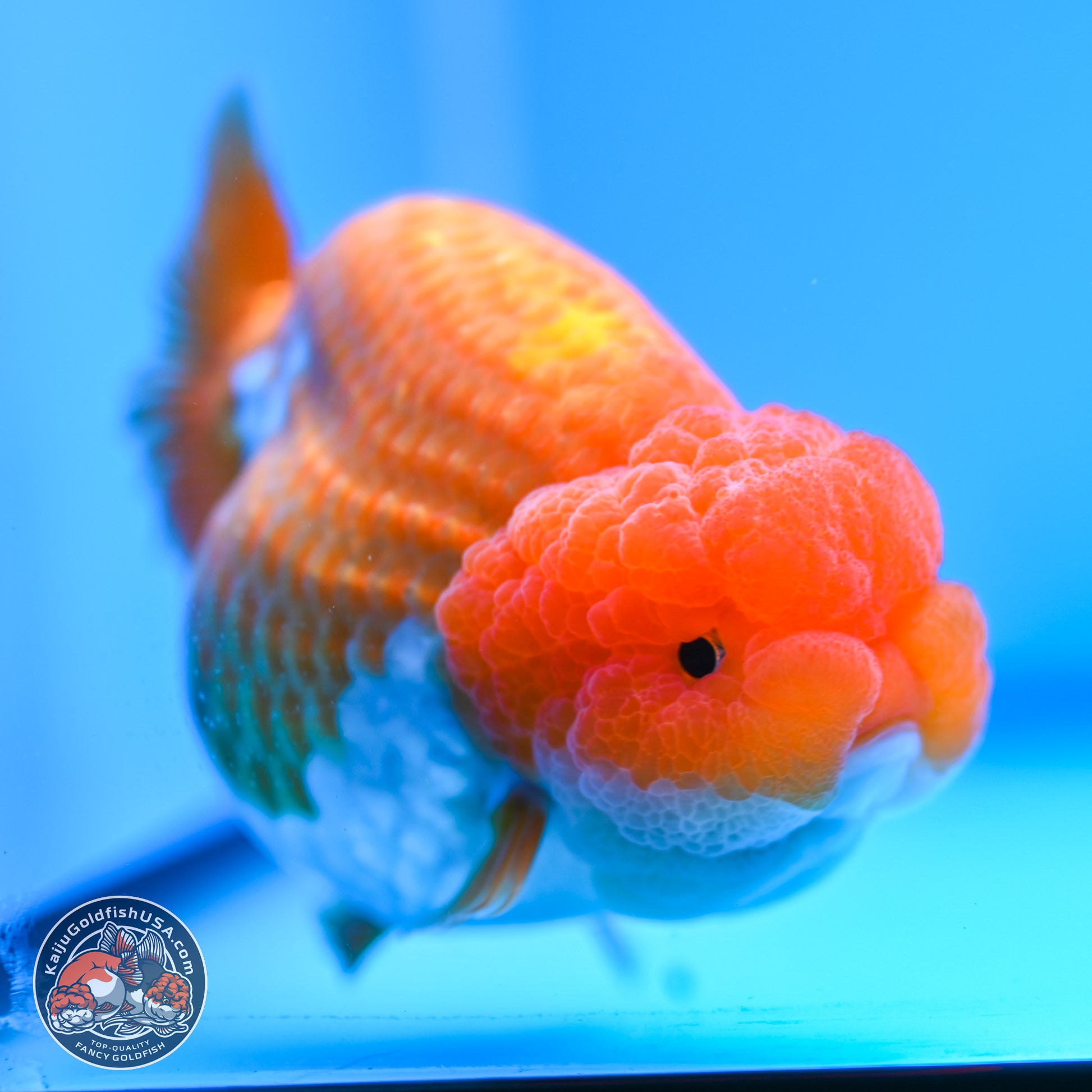 Red White Lionchu 4in Body (240823_RC03) - Kaiju Goldfish USA