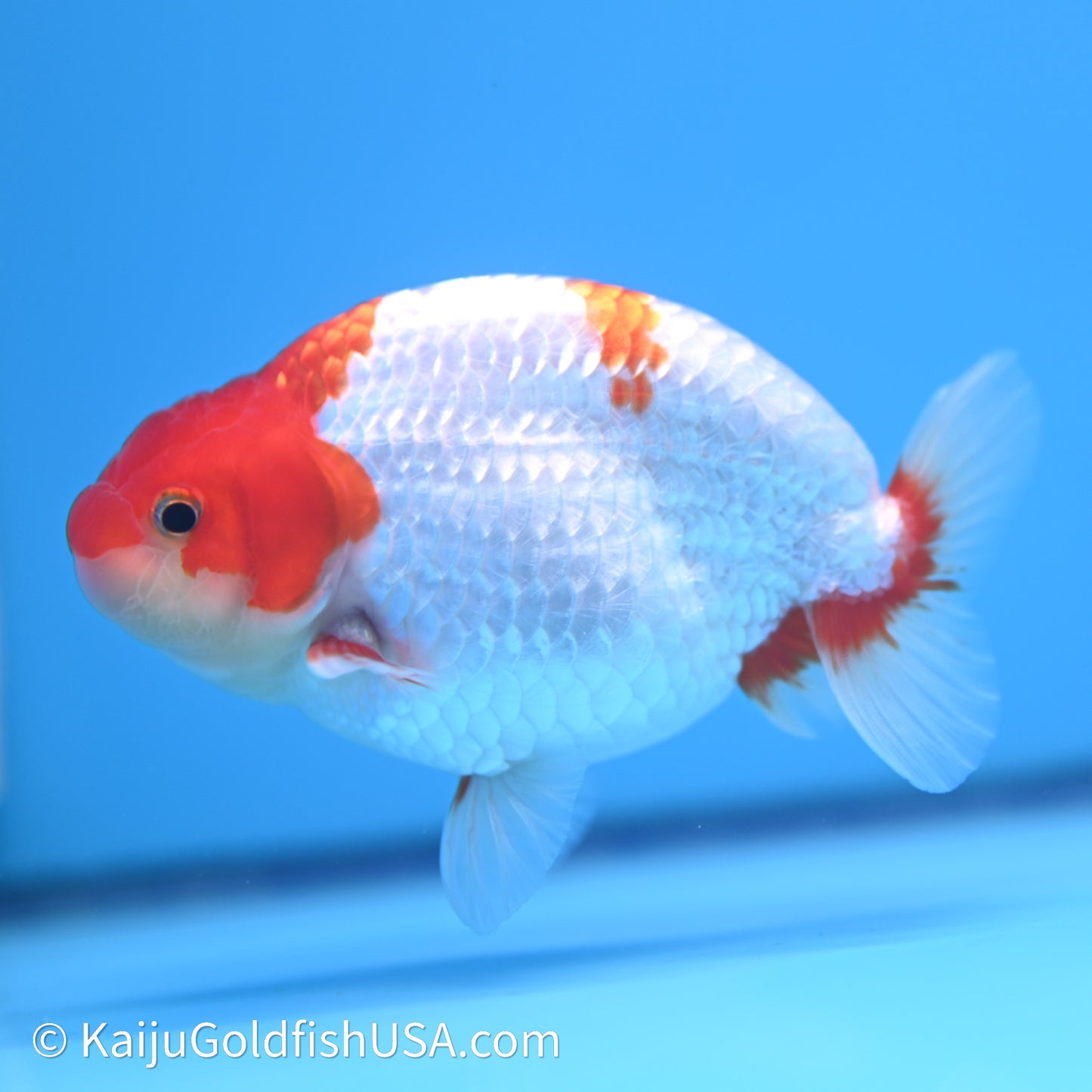 Red White Buffalo Ranchu 4in Body (240621_RC03) - Kaiju Goldfish USA