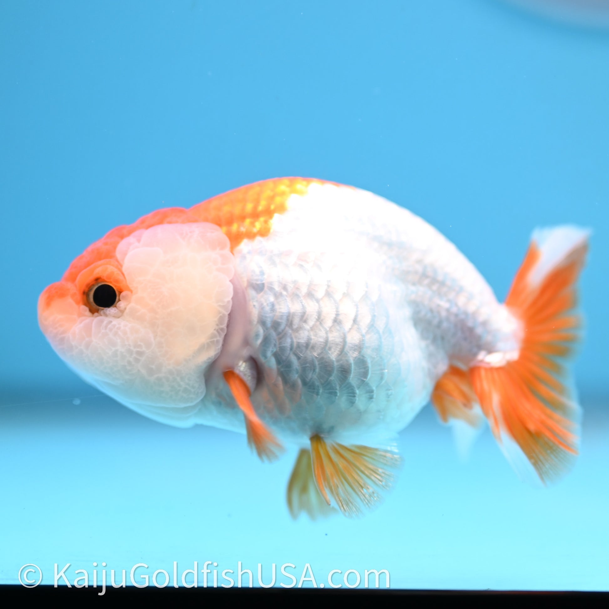 Baby Red White Lionchu 3.2in body (240726_RC03) - Kaiju Goldfish USA