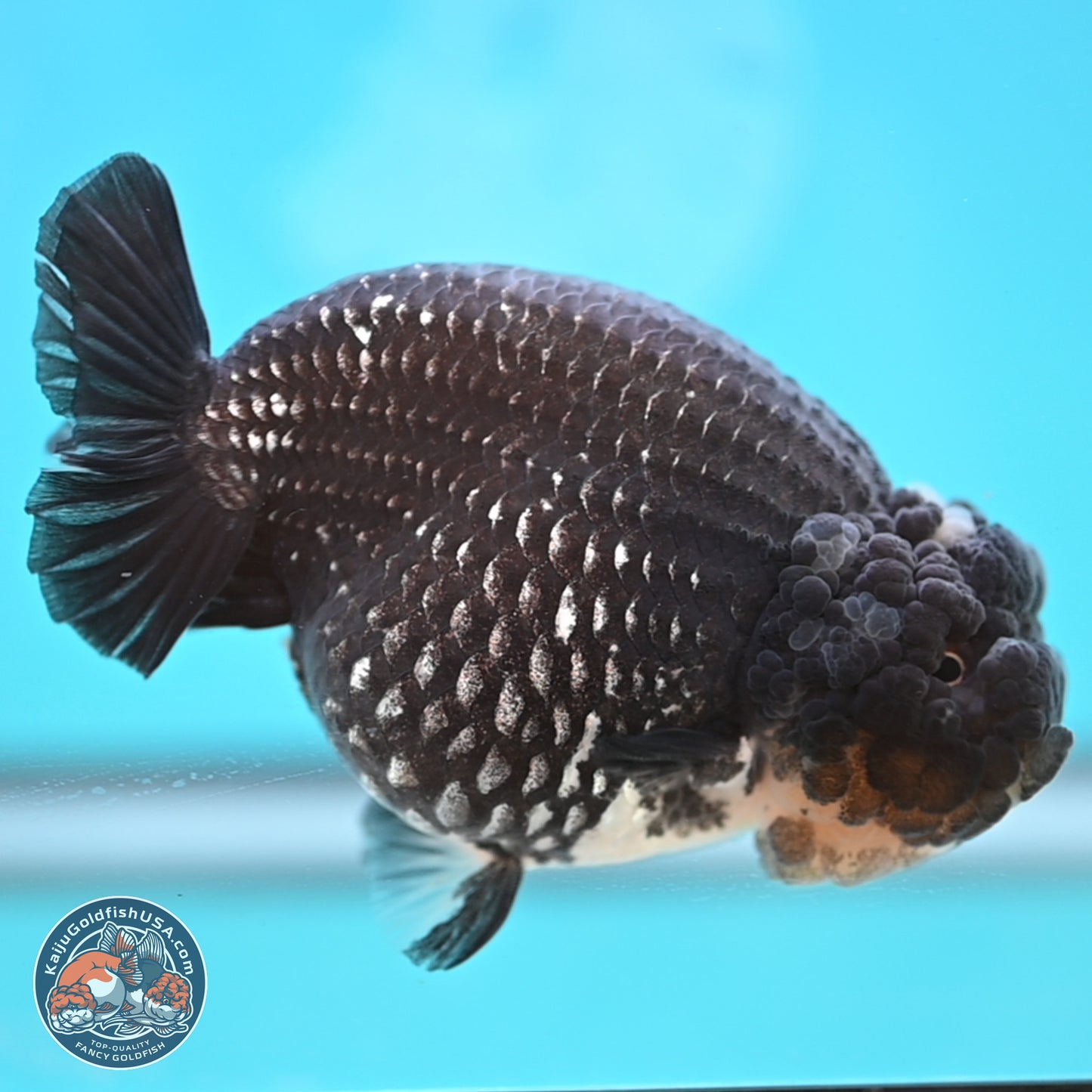 Black Platinum Ranchu 4.75 inches Body - Female (250131_RC03)