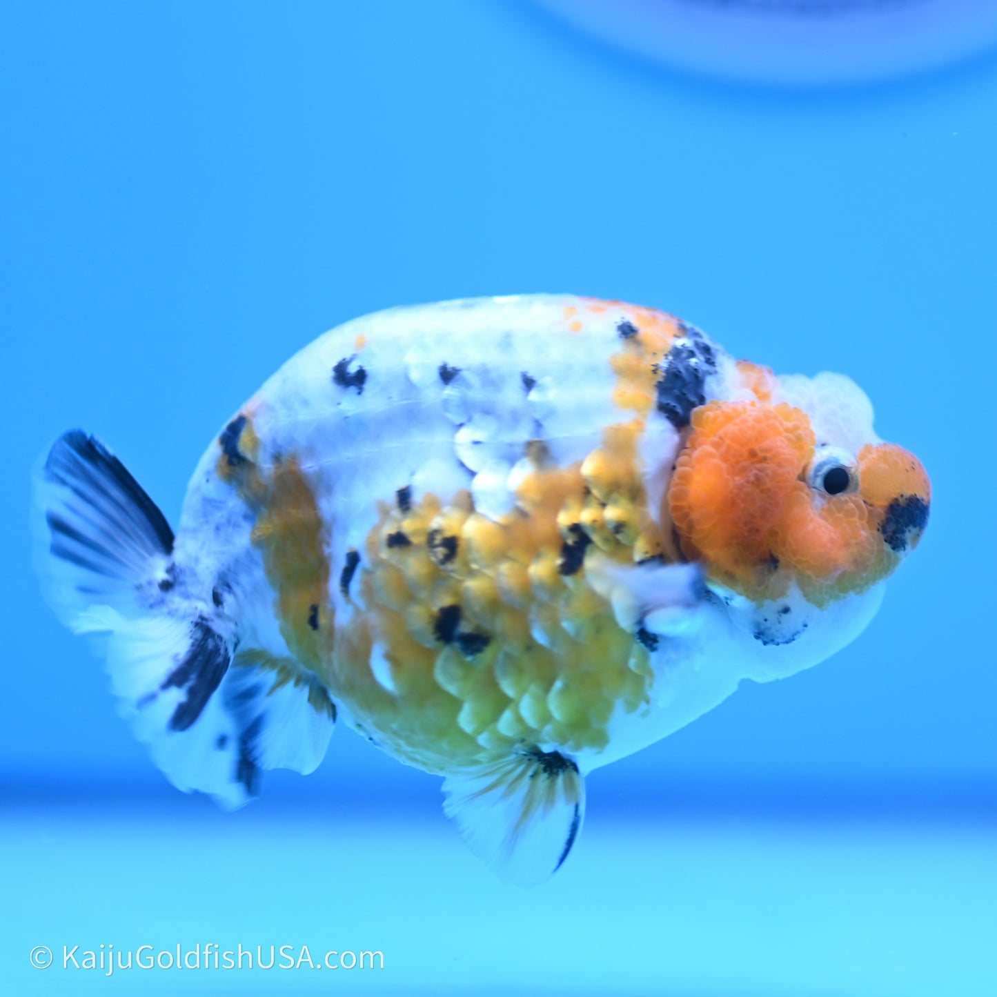 Calico Ranchu 3.5 in Body (240719_RC03) - Kaiju Goldfish USA