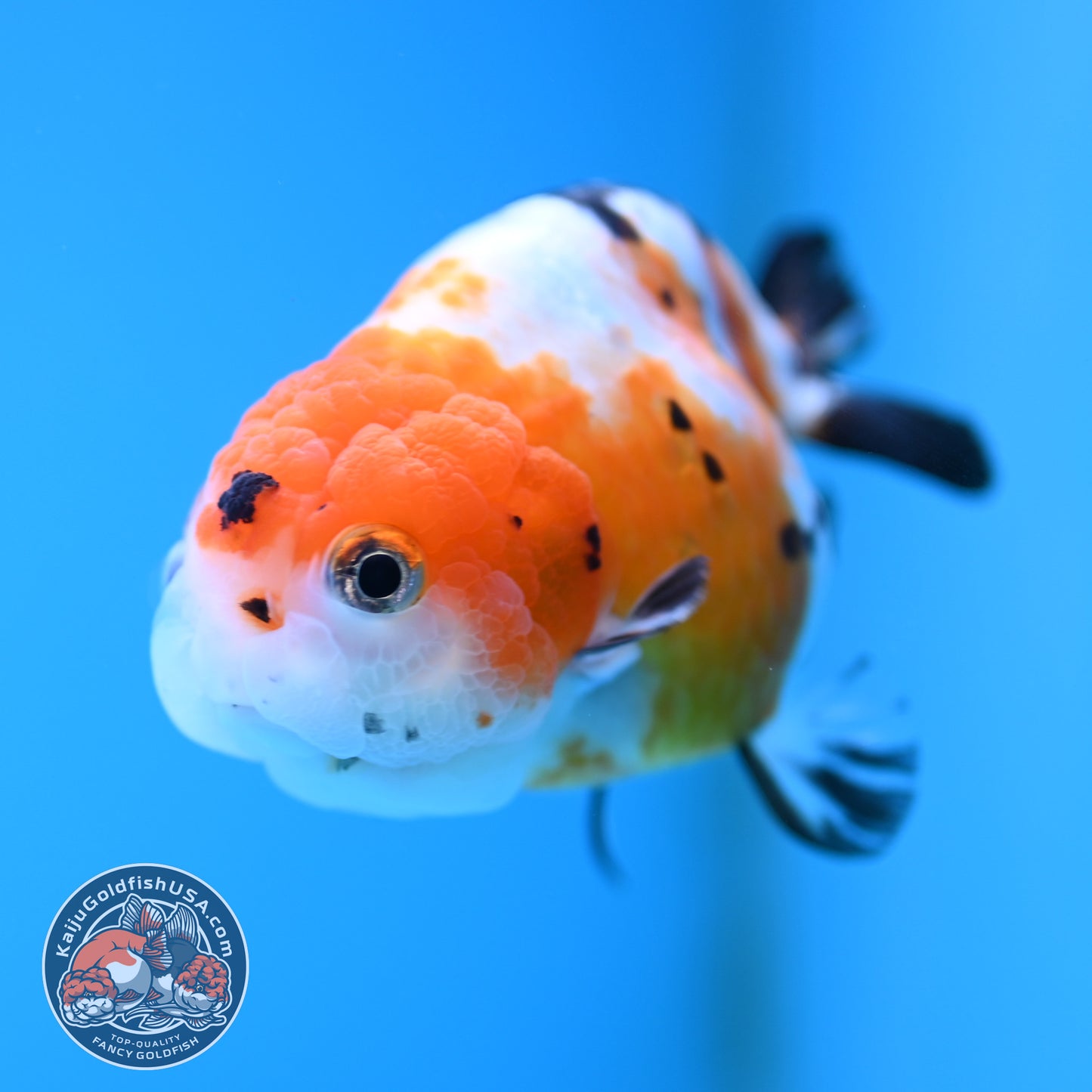 Cow Ranchu 4 inches Body - Female (250418_RC03)