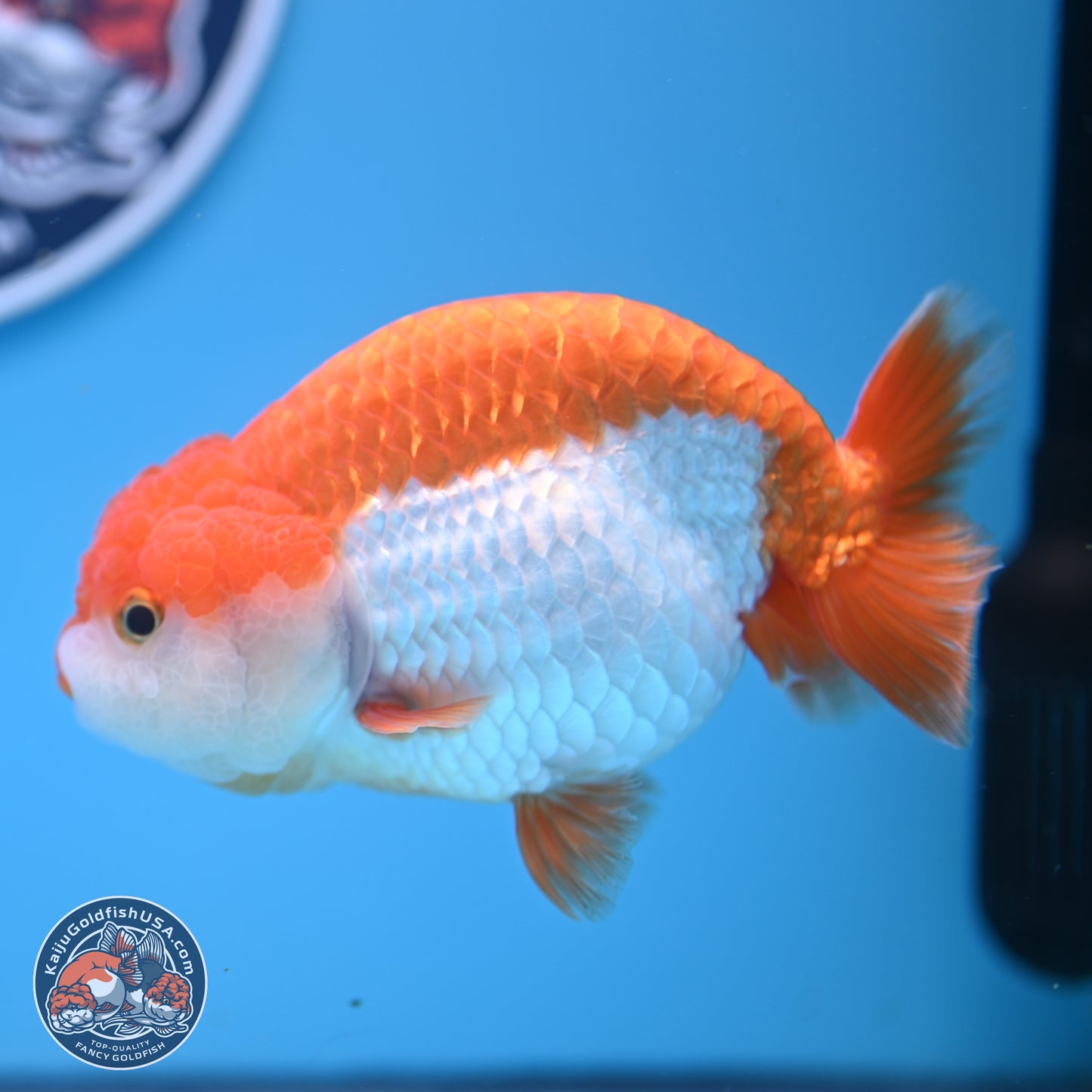 Shogun Red White Ranchu 4.5in Body (240802_RC03) - Kaiju Goldfish USA