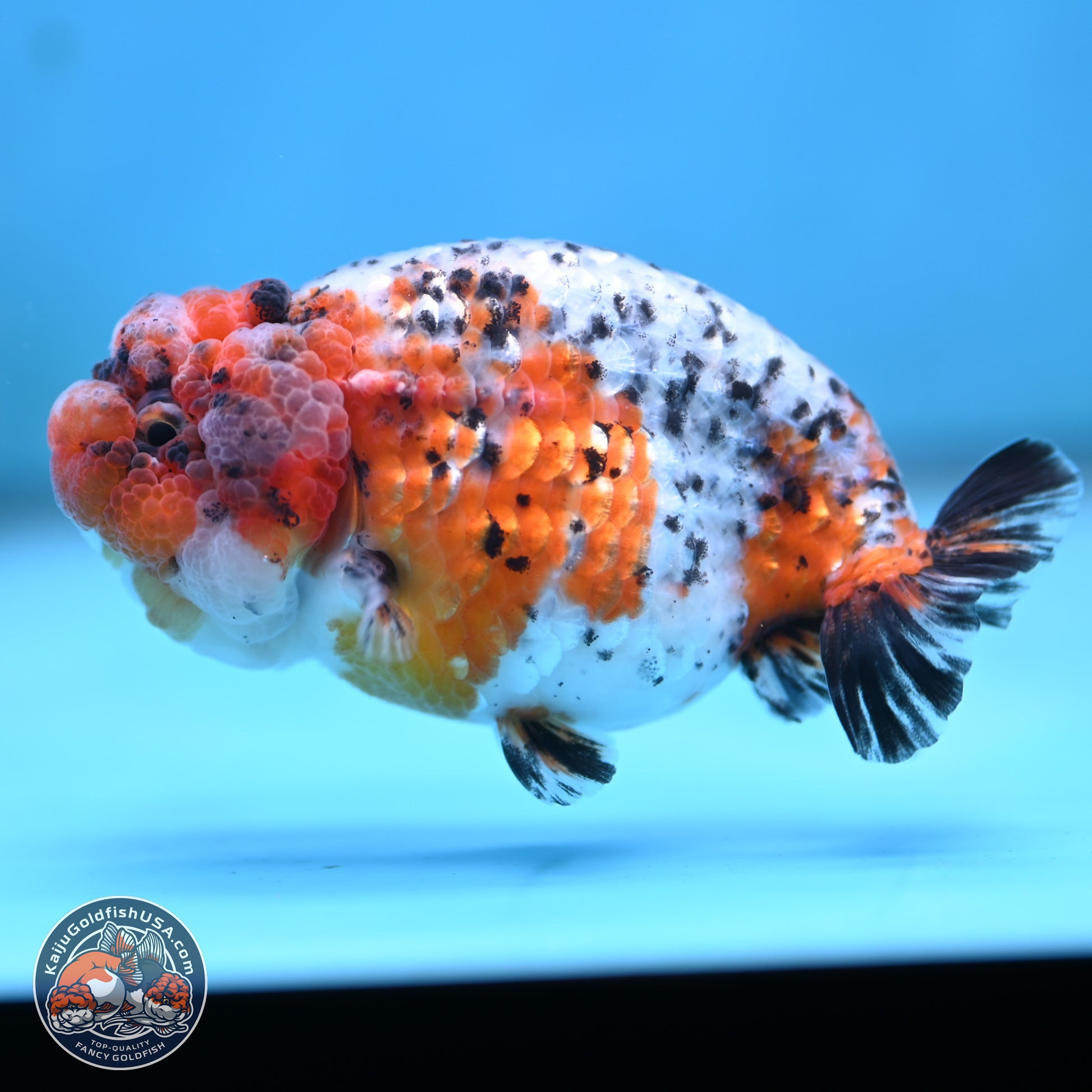 Tricolor Sakura Ranchu 3.75 inches Body - Female (250117_RC03) - Kaiju Goldfish USA