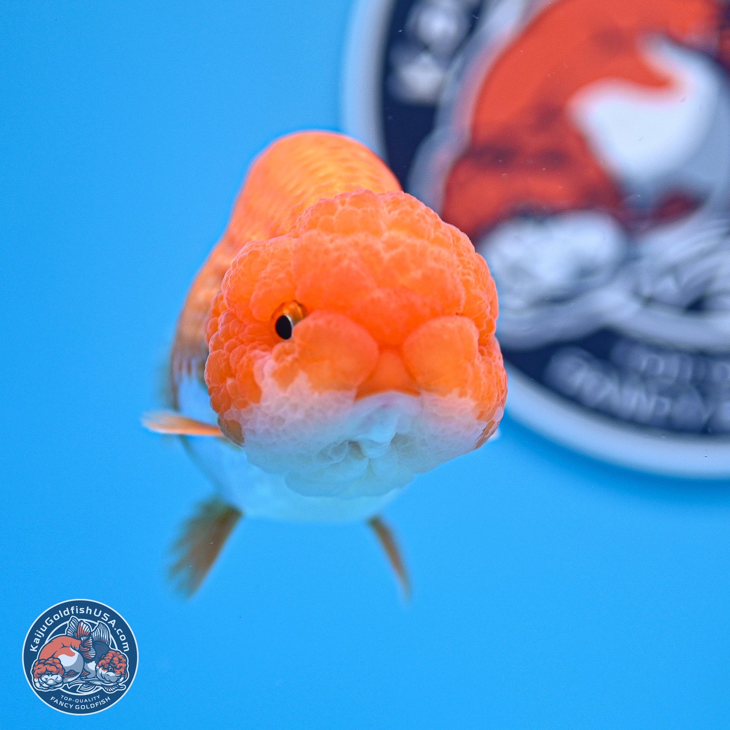 Red White Lionchu 4-4.5 inches (240906_RC03) - Kaiju Goldfish USA