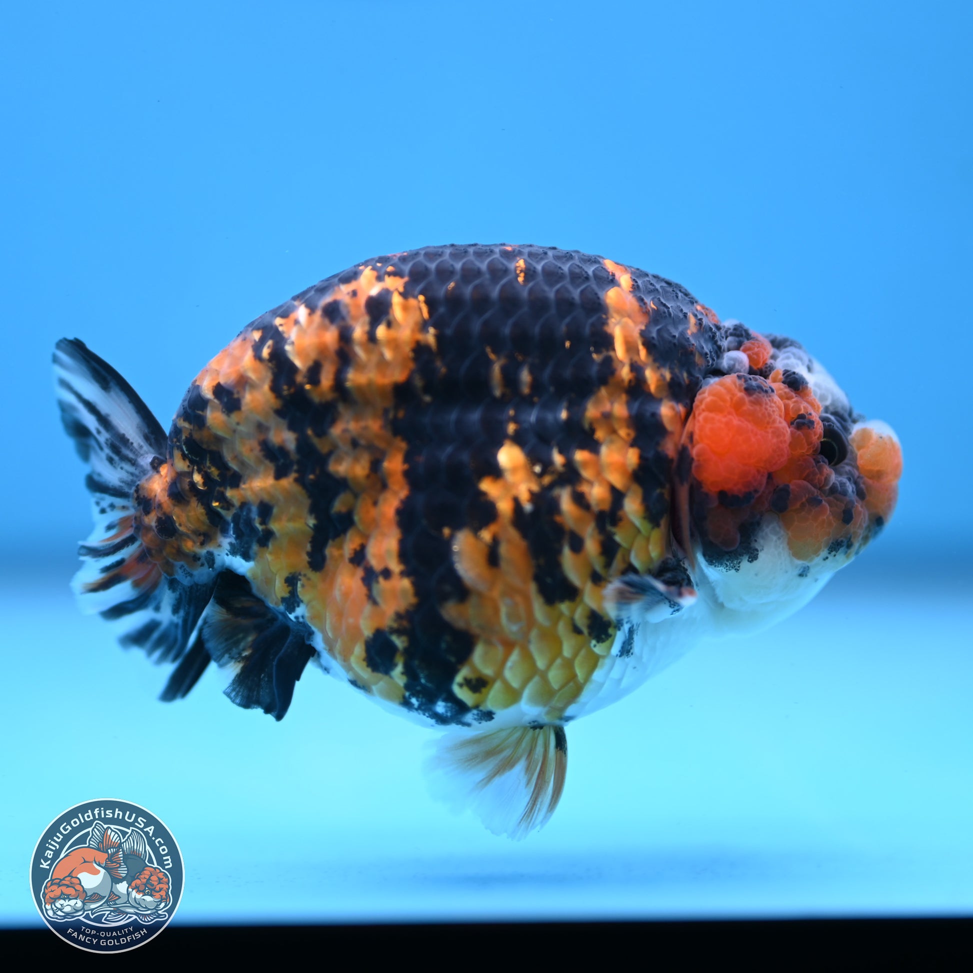 Tiger Ranchu 3.75 inches Body - Female (250103_RC03) - Kaiju Goldfish USA