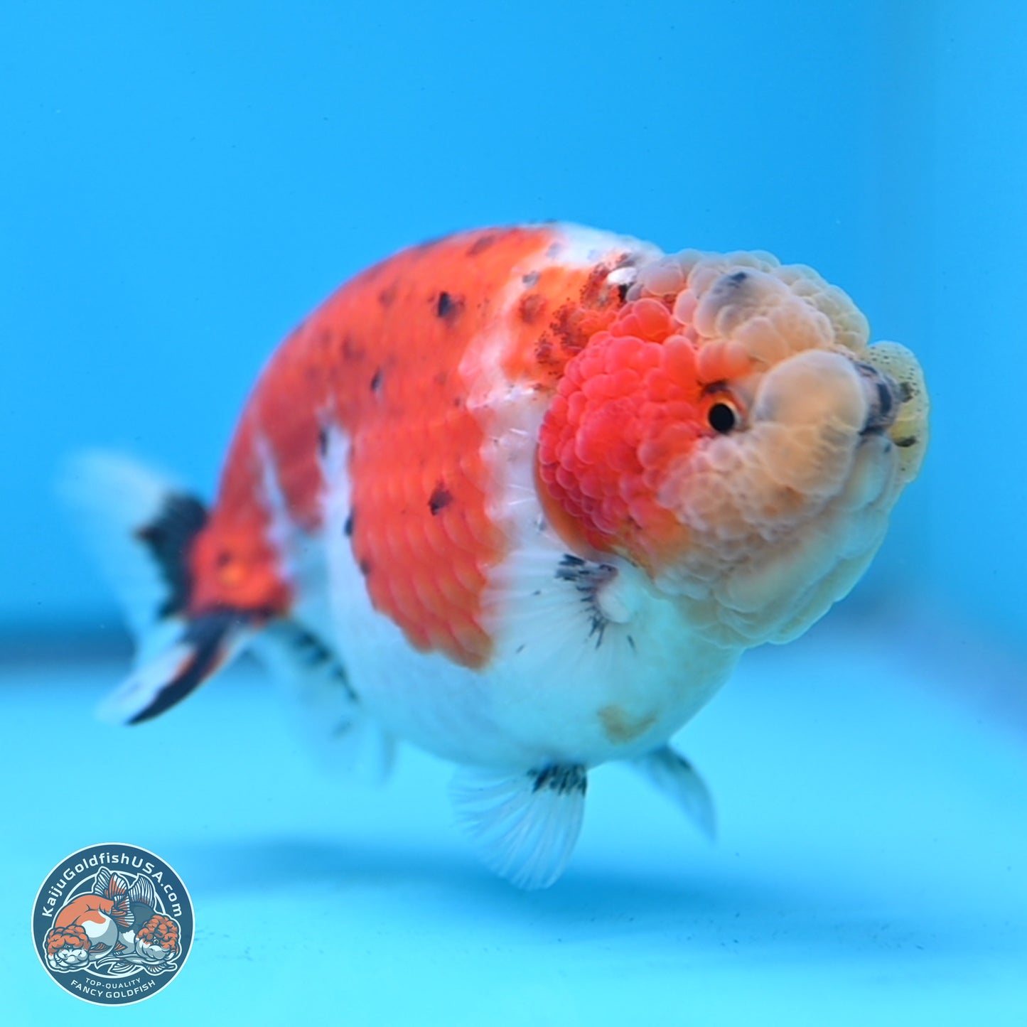 Tricolor Sakura Ranchu 4 inches Body - Female (250228_RC03)