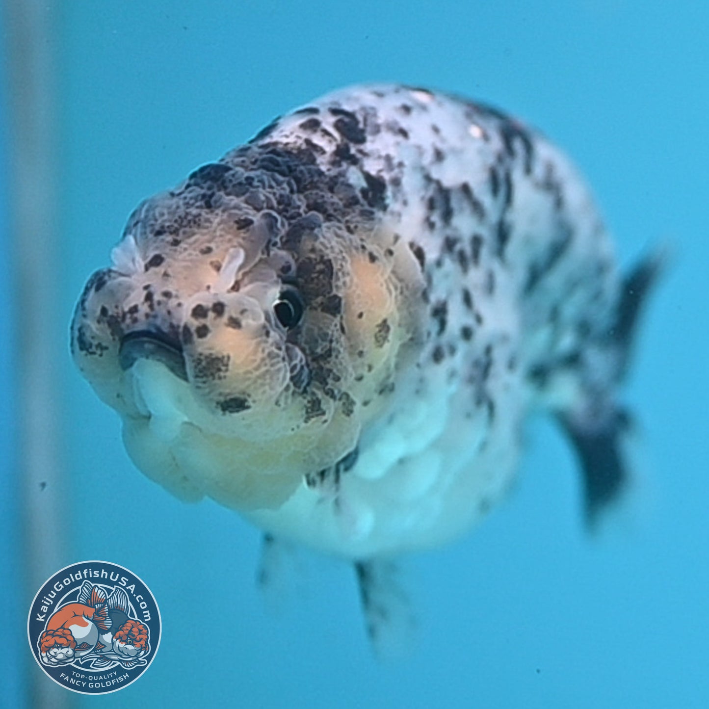 White Tiger Ranchu 3.75 inch Body (250926_RC03)