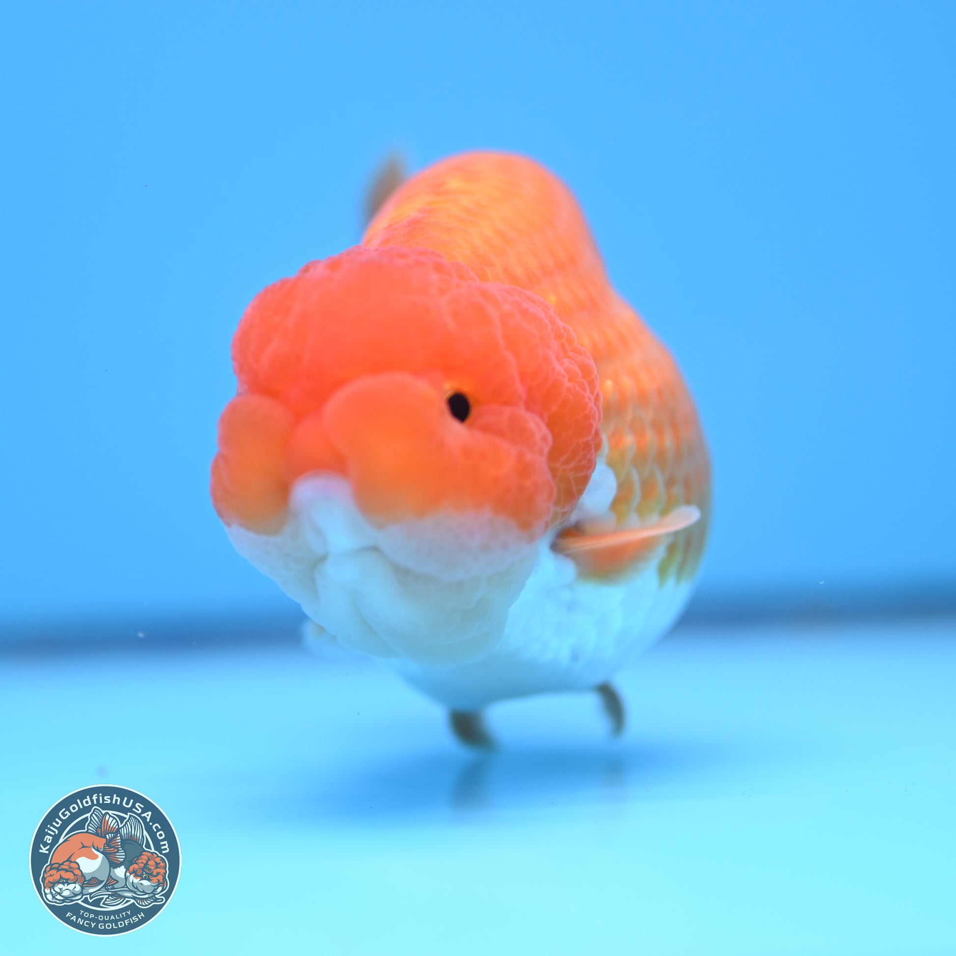 Red White Lionchu 4in Body (240823_RC03) - Kaiju Goldfish USA