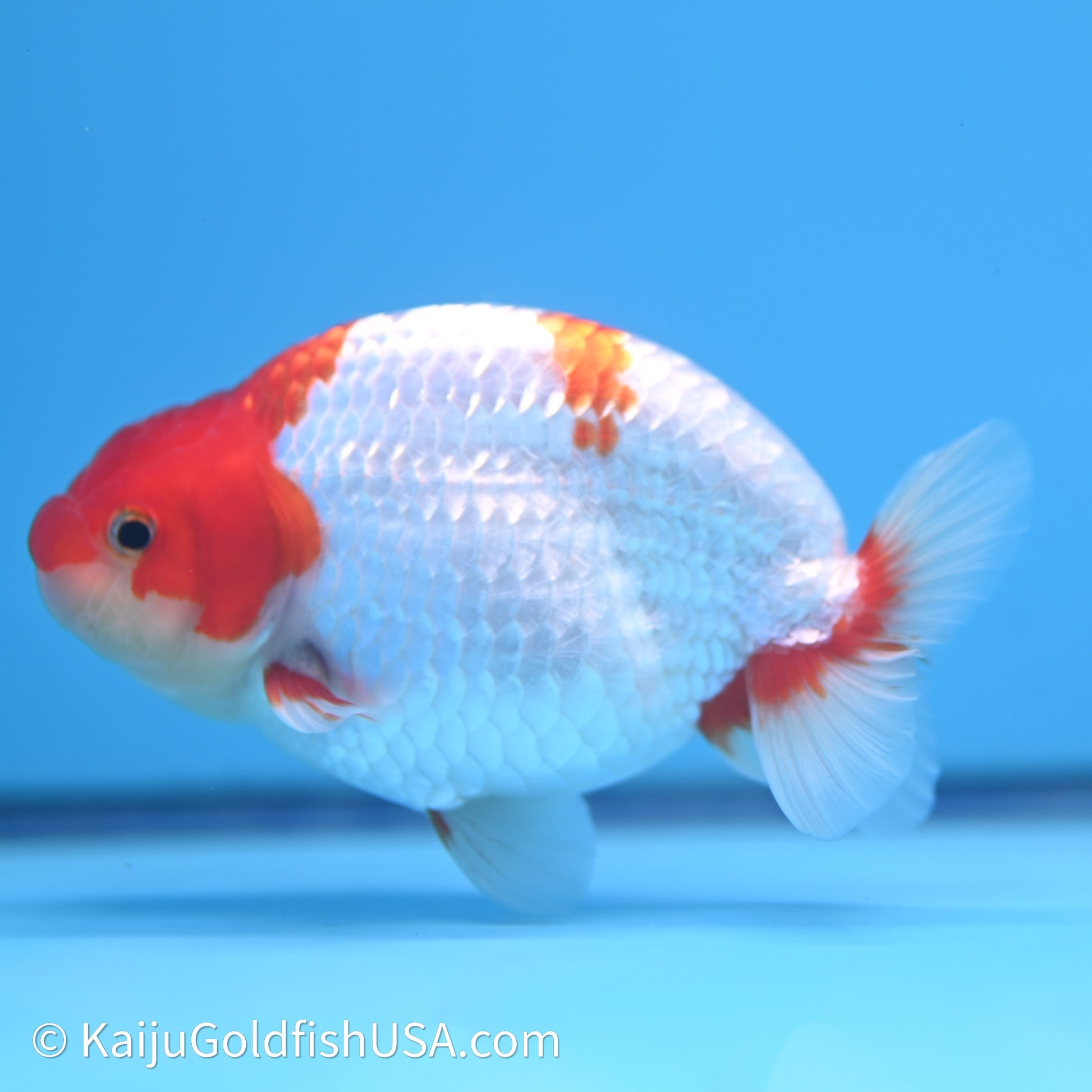 Red White Buffalo Ranchu 4in Body (240621_RC03) - Kaiju Goldfish USA