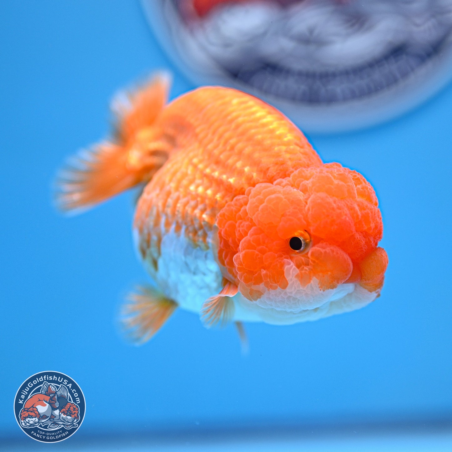 Red White Lionchu 4-4.5 inches (240906_RC03) - Kaiju Goldfish USA