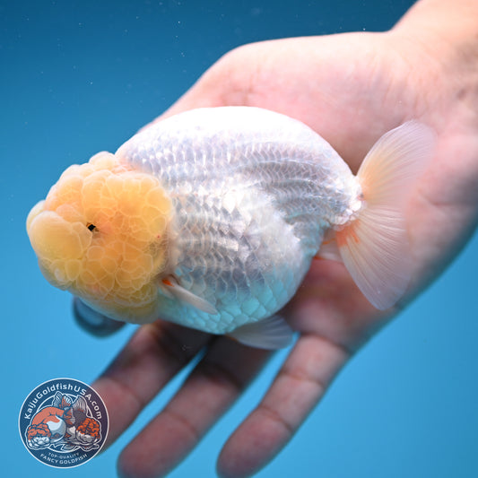 Snow White Ranchu 4 inch Body (250912_RC03)
