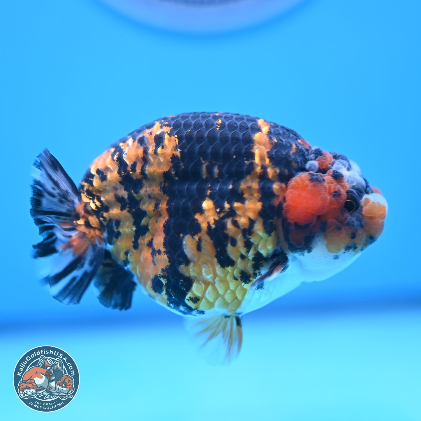 Tiger Ranchu 3.75 inches Body - Female (250103_RC03) - Kaiju Goldfish USA