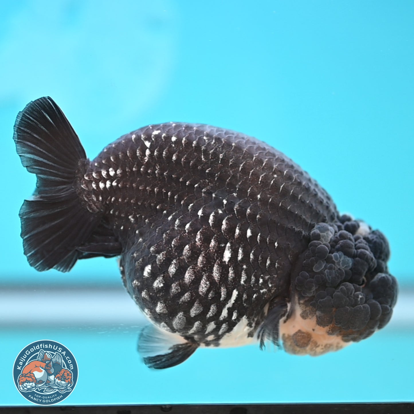 Black Platinum Ranchu 4.75 inches Body - Female (250131_RC03)