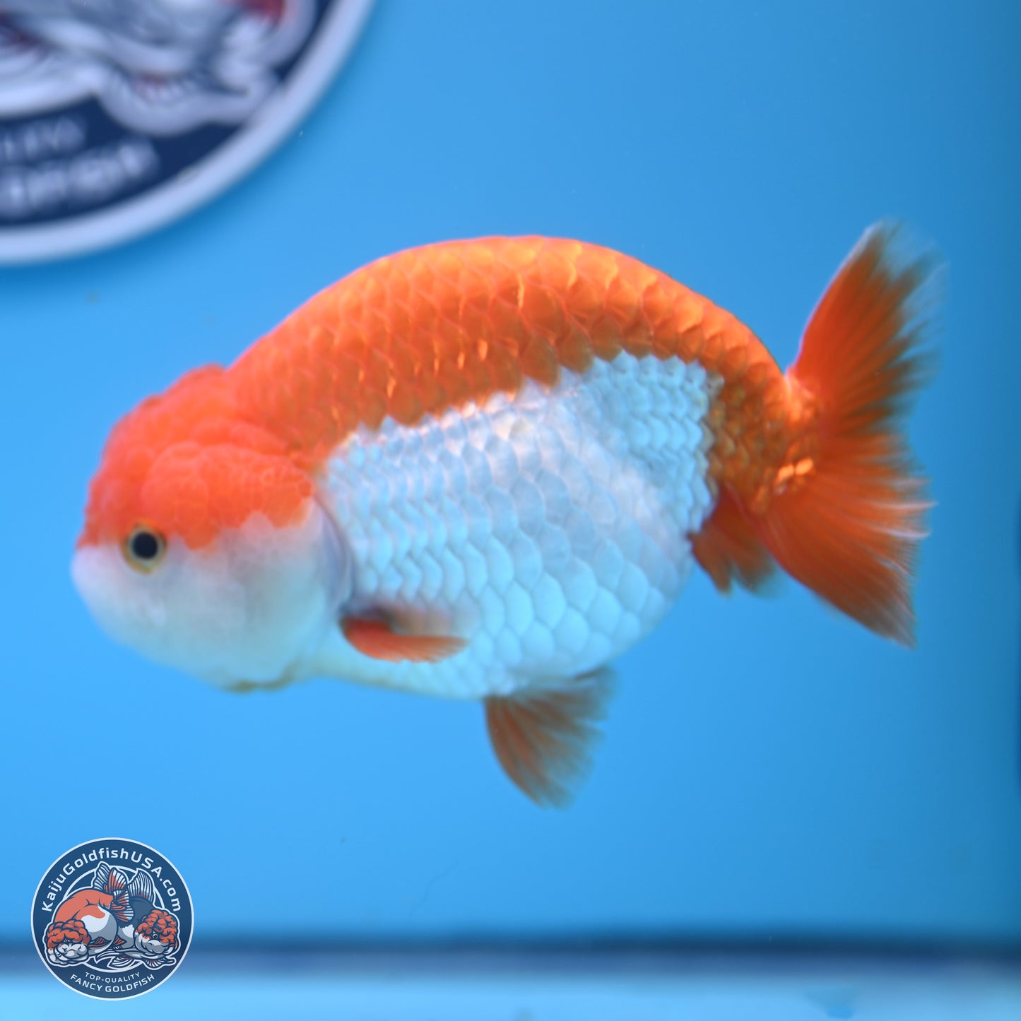 Shogun Red White Ranchu 4.5in Body (240802_RC03) - Kaiju Goldfish USA