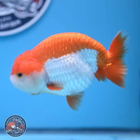 Shogun Red White Ranchu 4.5in Body (240802_RC03) - Kaiju Goldfish USA