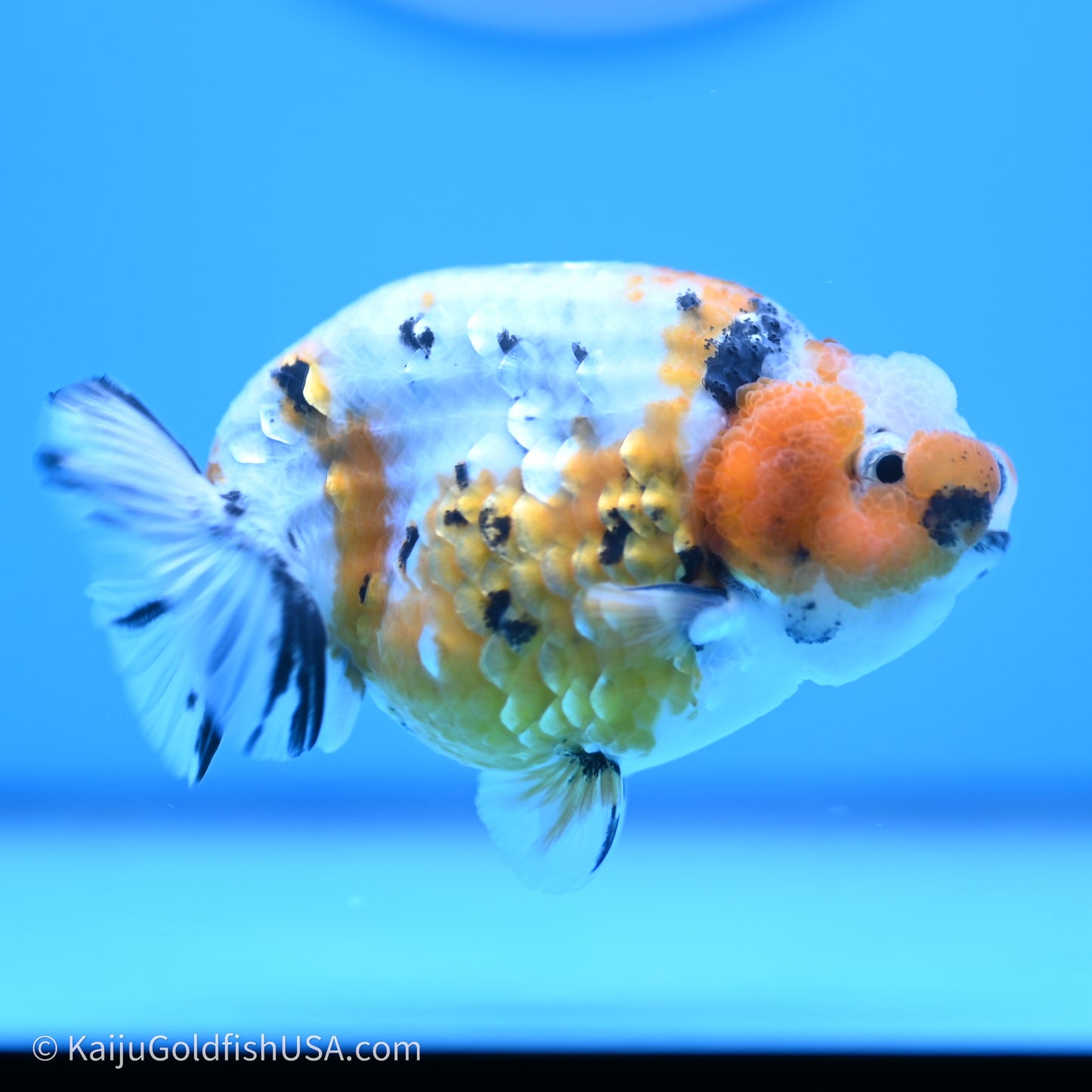 Calico Ranchu 3.5 in Body (240719_RC03) - Kaiju Goldfish USA