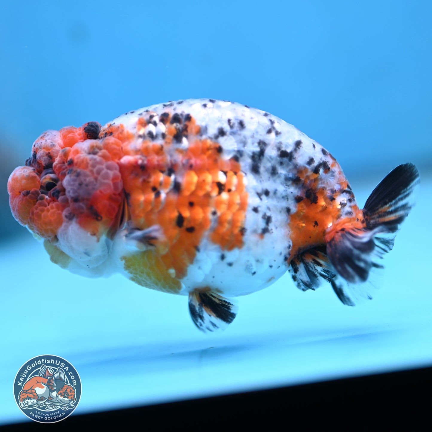 Tricolor Sakura Ranchu 3.75 inches Body - Female (250117_RC03) - Kaiju Goldfish USA